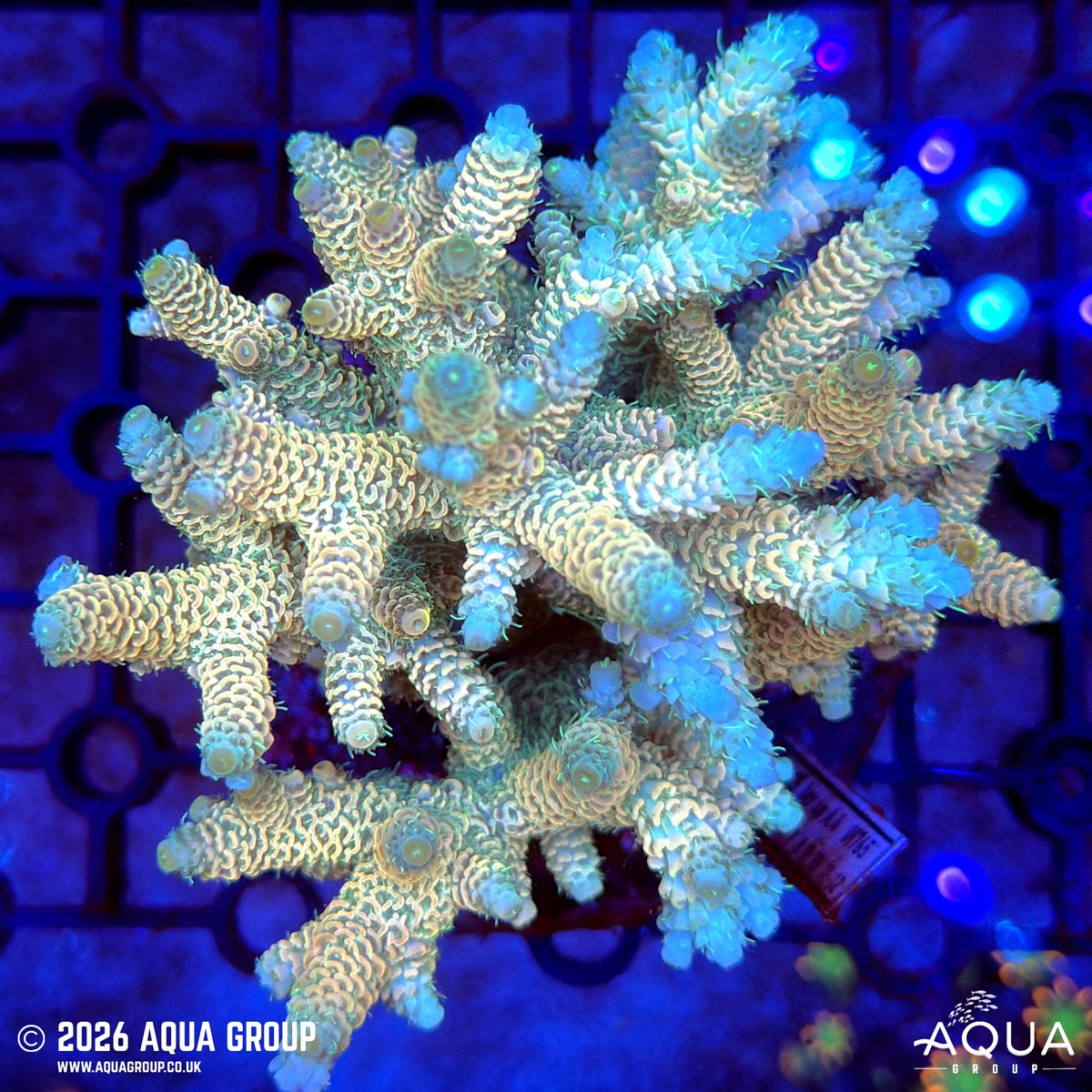 Assorted Acropora #3 - WYSIWYG