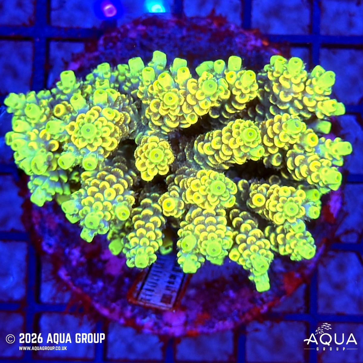 Assorted Acropora #30 - WYSIWYG