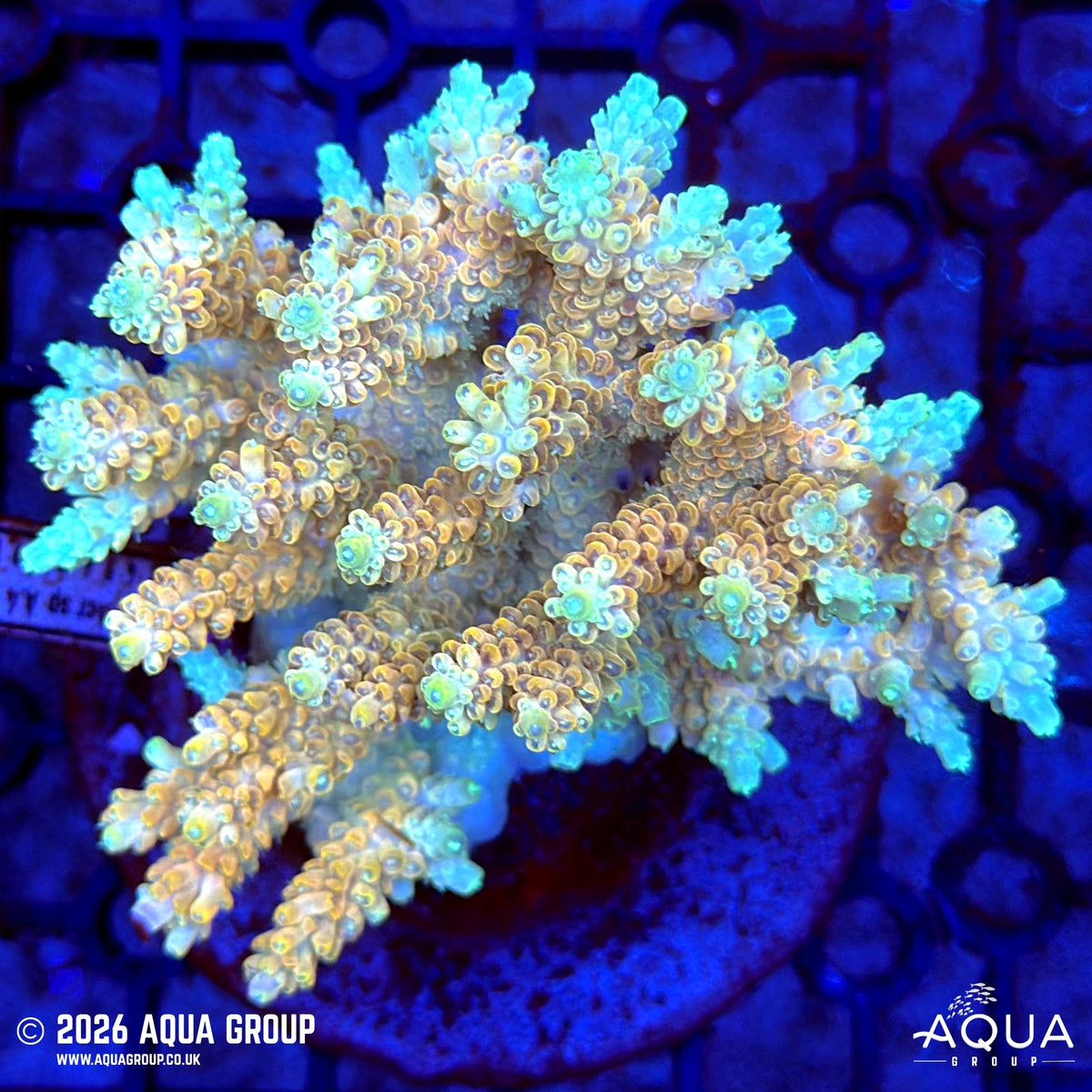 Assorted Acropora #33 - WYSIWYG