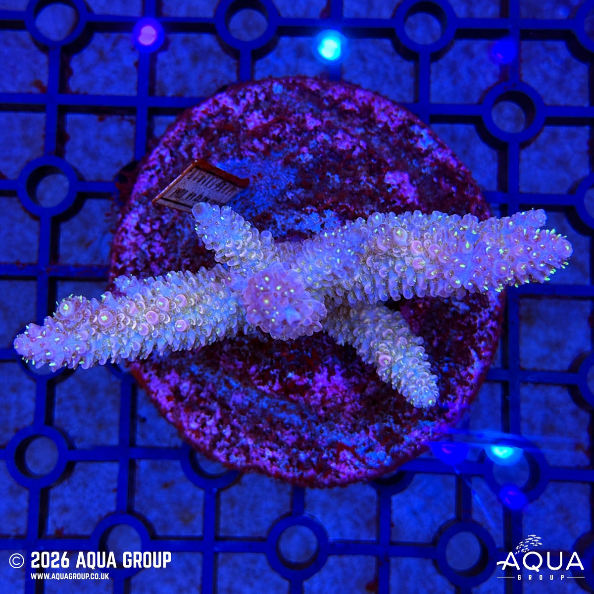 Assorted Acropora #34 - WYSIWYG