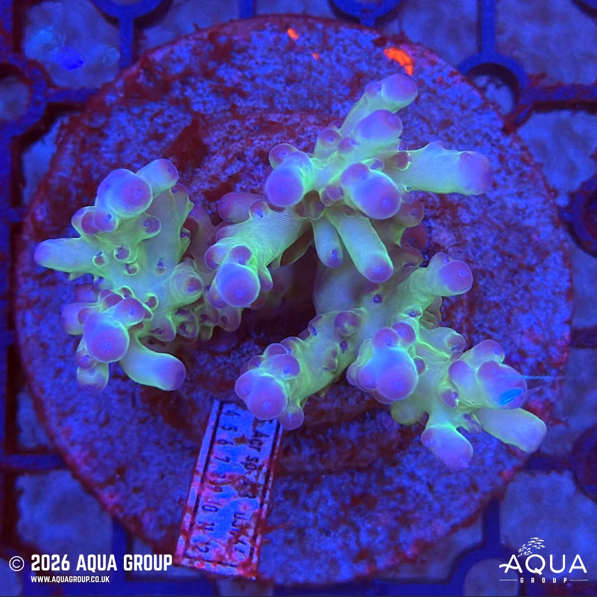 Assorted Acropora #36 - WYSIWYG