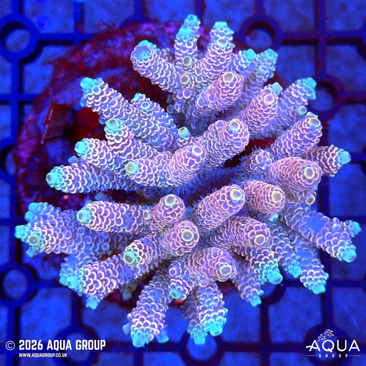 Assorted Acropora #37 - WYSIWYG