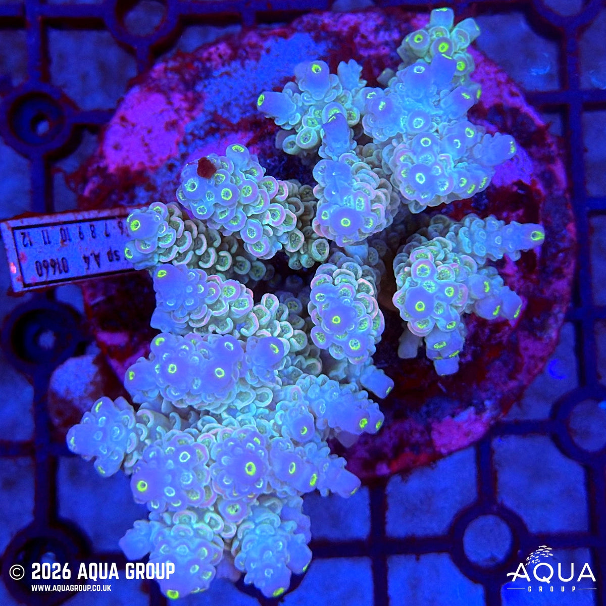 Assorted Acropora #38 - WYSIWYG