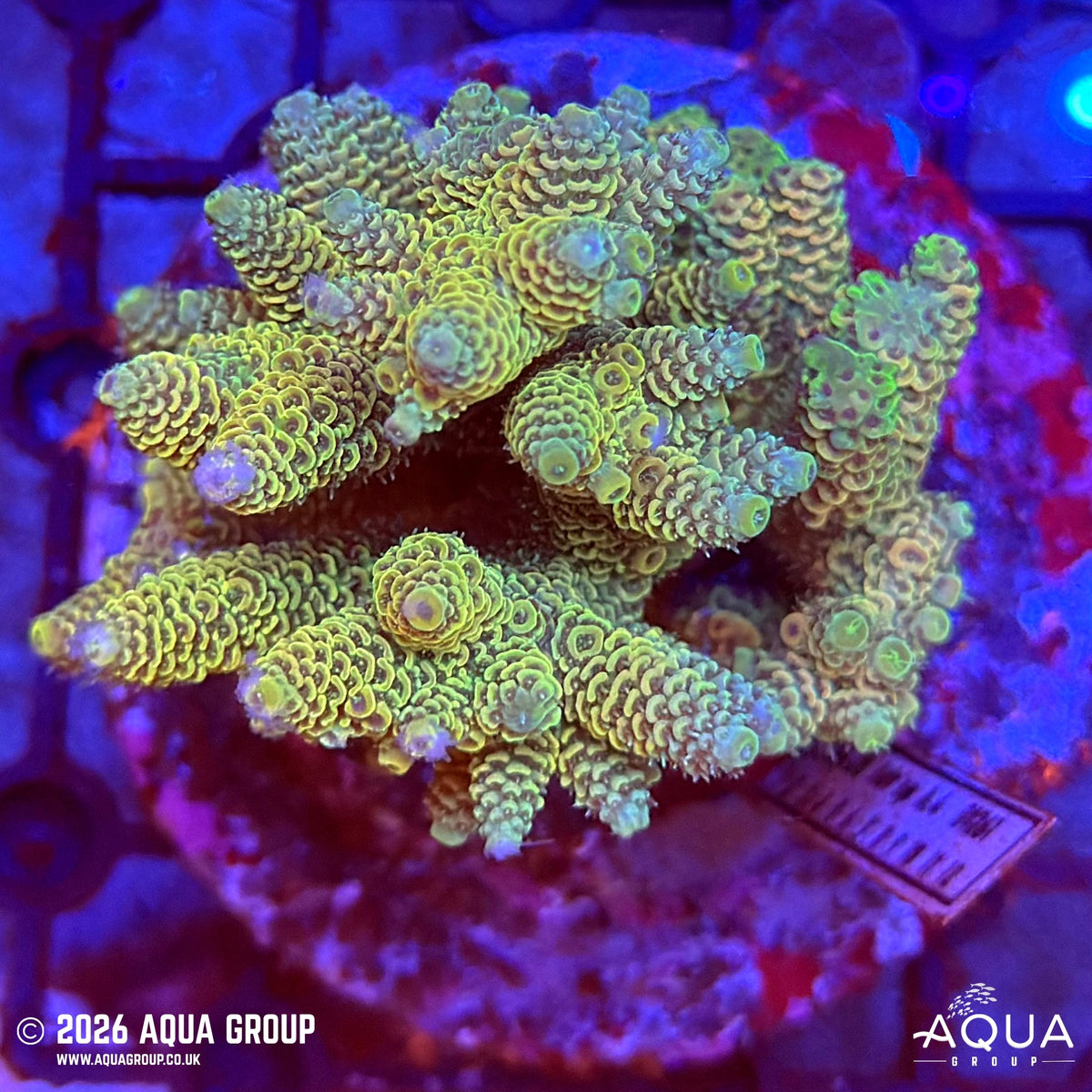 Assorted Acropora #40 - WYSIWYG