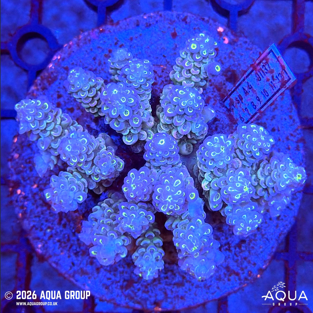 Assorted Acropora #42 - WYSIWYG