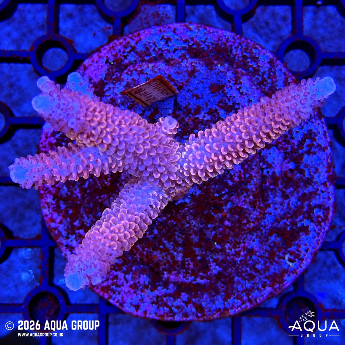 Assorted Acropora #43 - WYSIWYG
