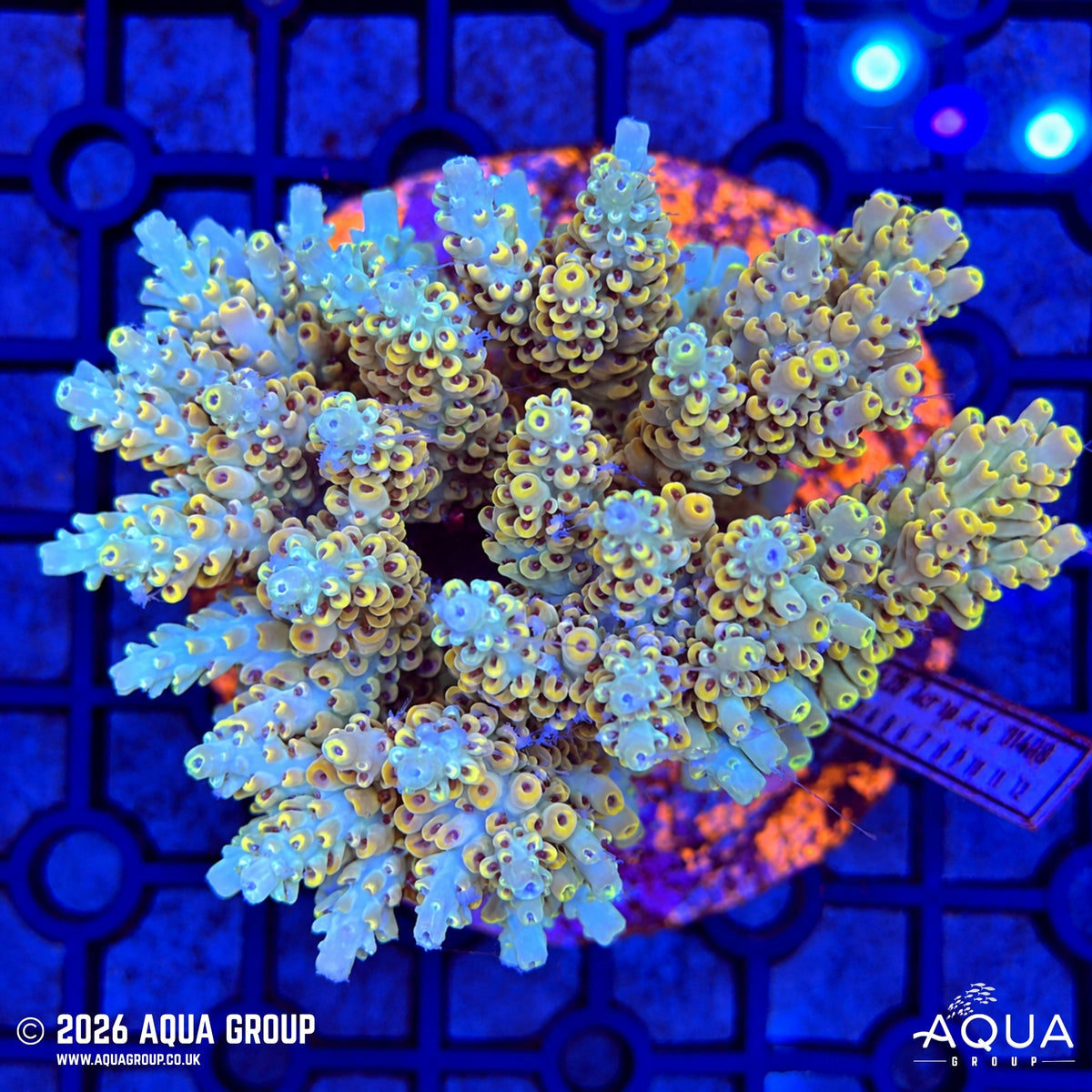 Assorted Acropora #44 - WYSIWYG