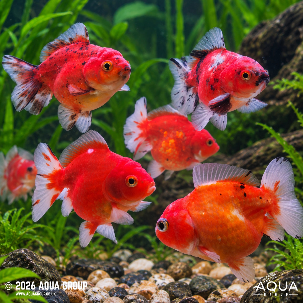 Assorted Short Tail Oranda - Carassius auratus