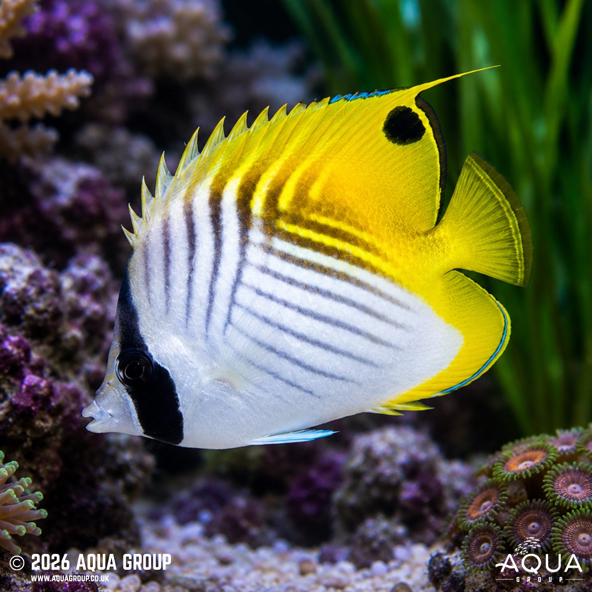 Auriga Butterflyfish - Chaetodon auriga