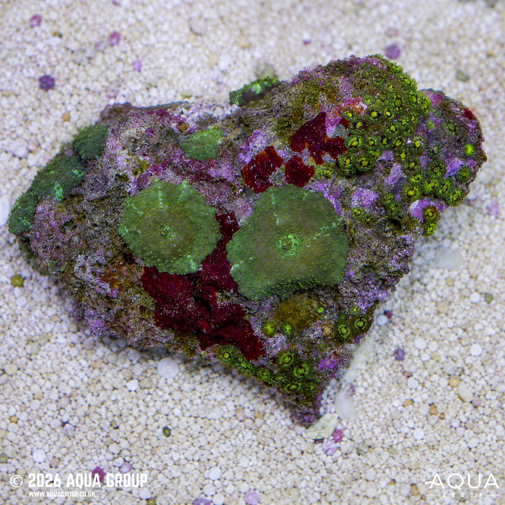 Australian Mushroom Rock - Discosoma sp