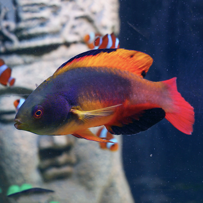 Australian Scott's Fairy Wrasse