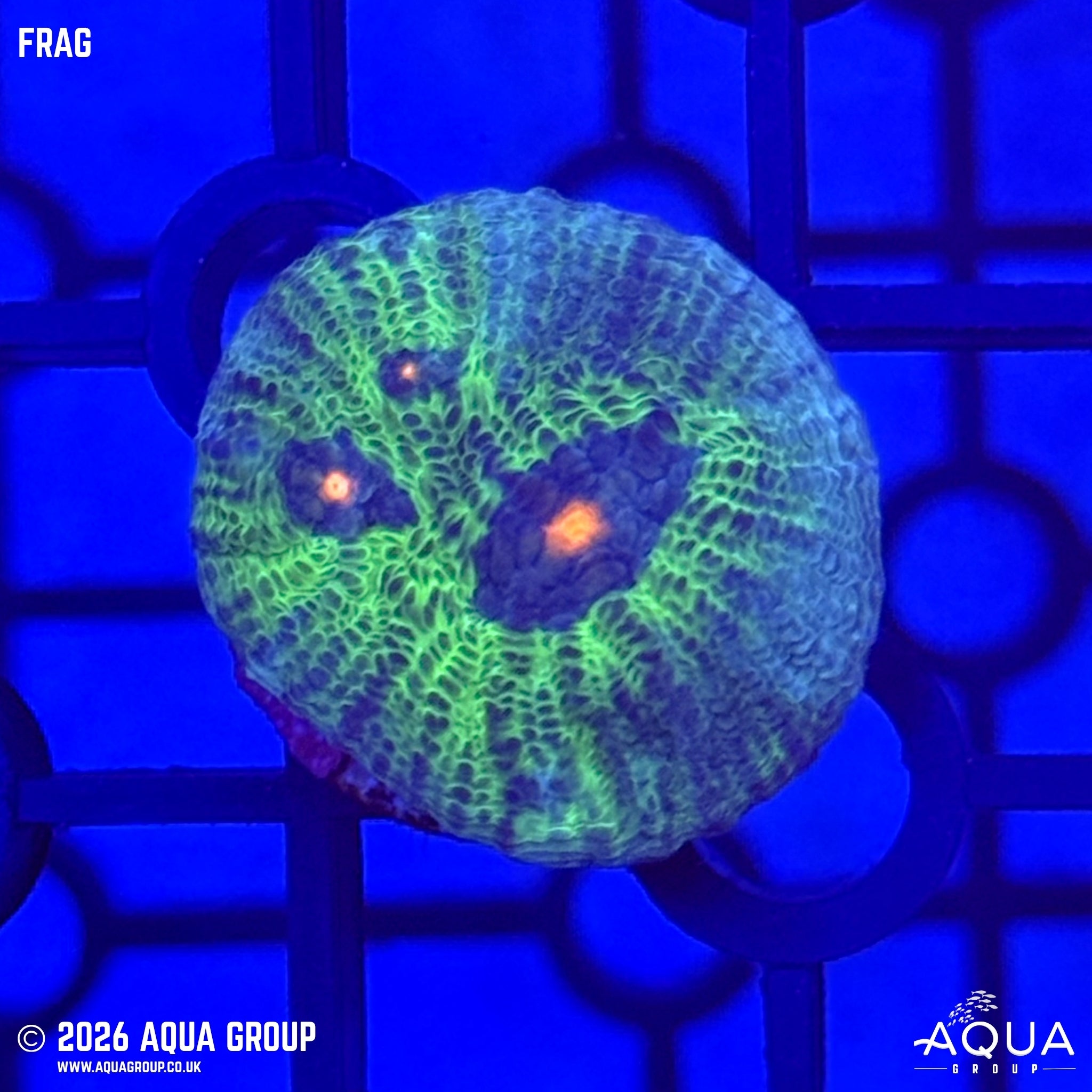 Avatar Chalice - Echinophyllia sp.
