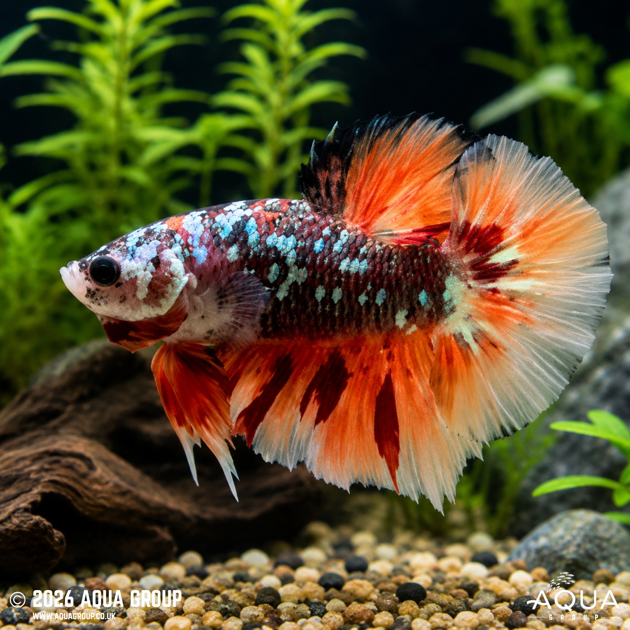 Avatar Copper Leopard Tail Plakat Betta - Betta splendens #9