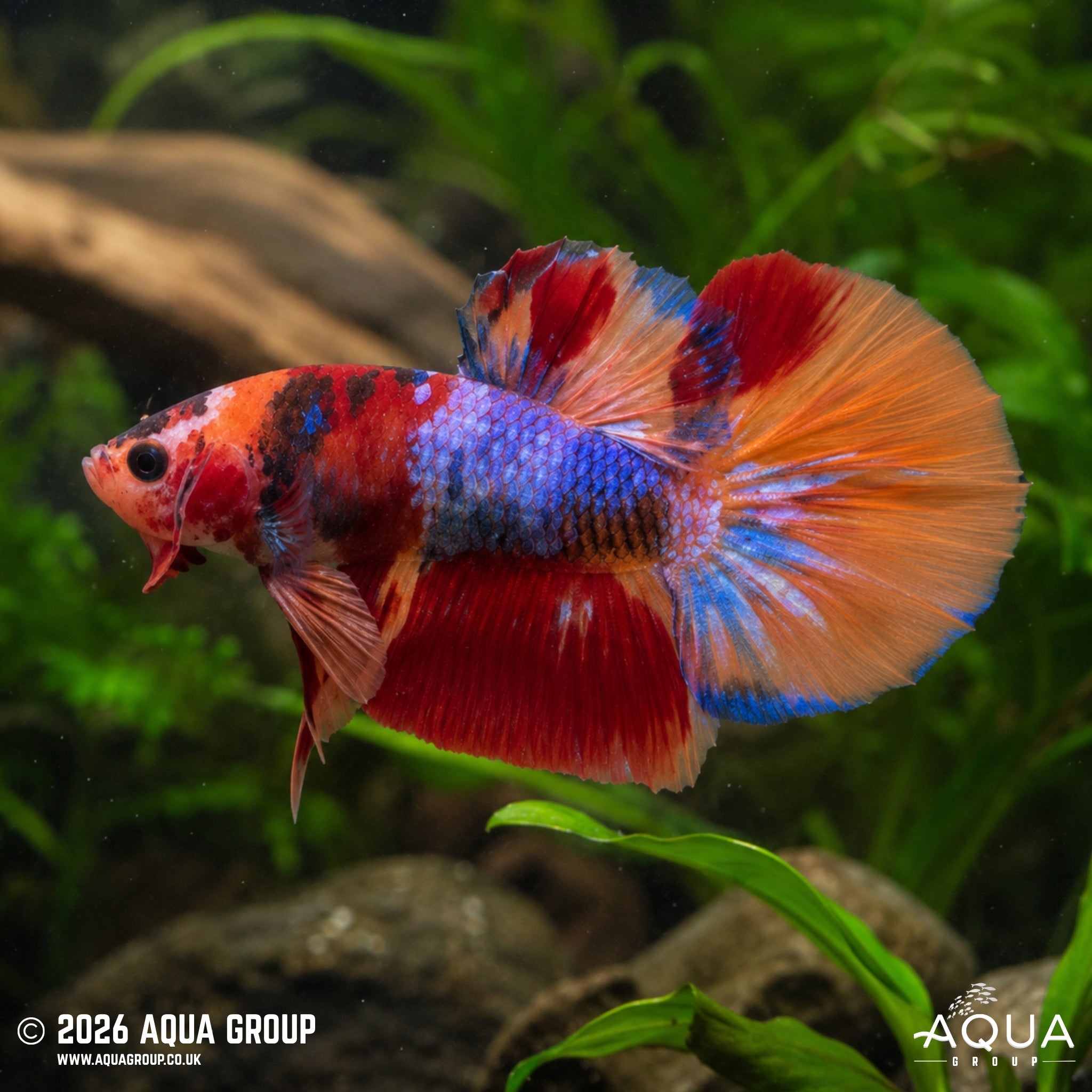Koi Candy Plakat - Betta splendens #10