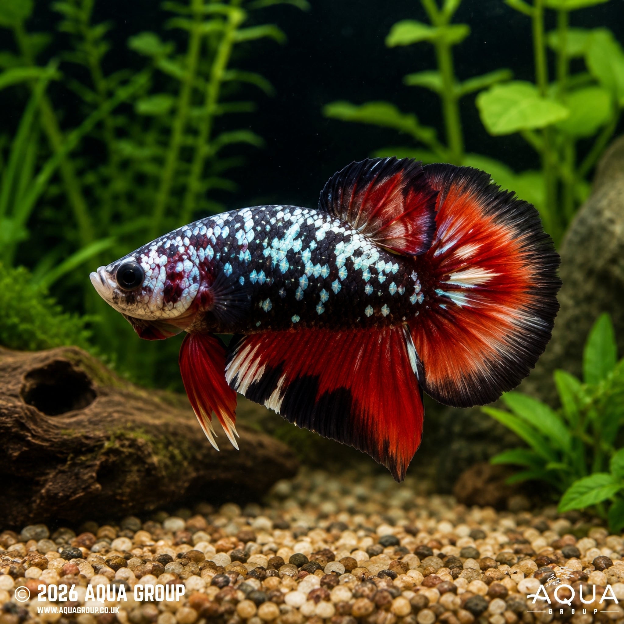 Avatar Copper Plakat Betta - Betta splendens #8