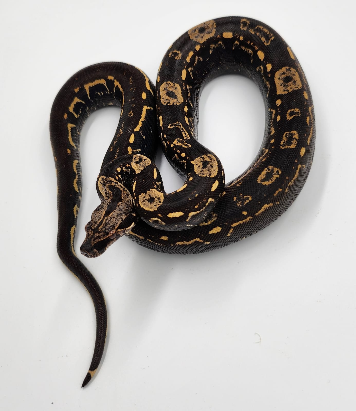 Aztec IMG Jungle 100% het VPI BCI boa-Male (2023)