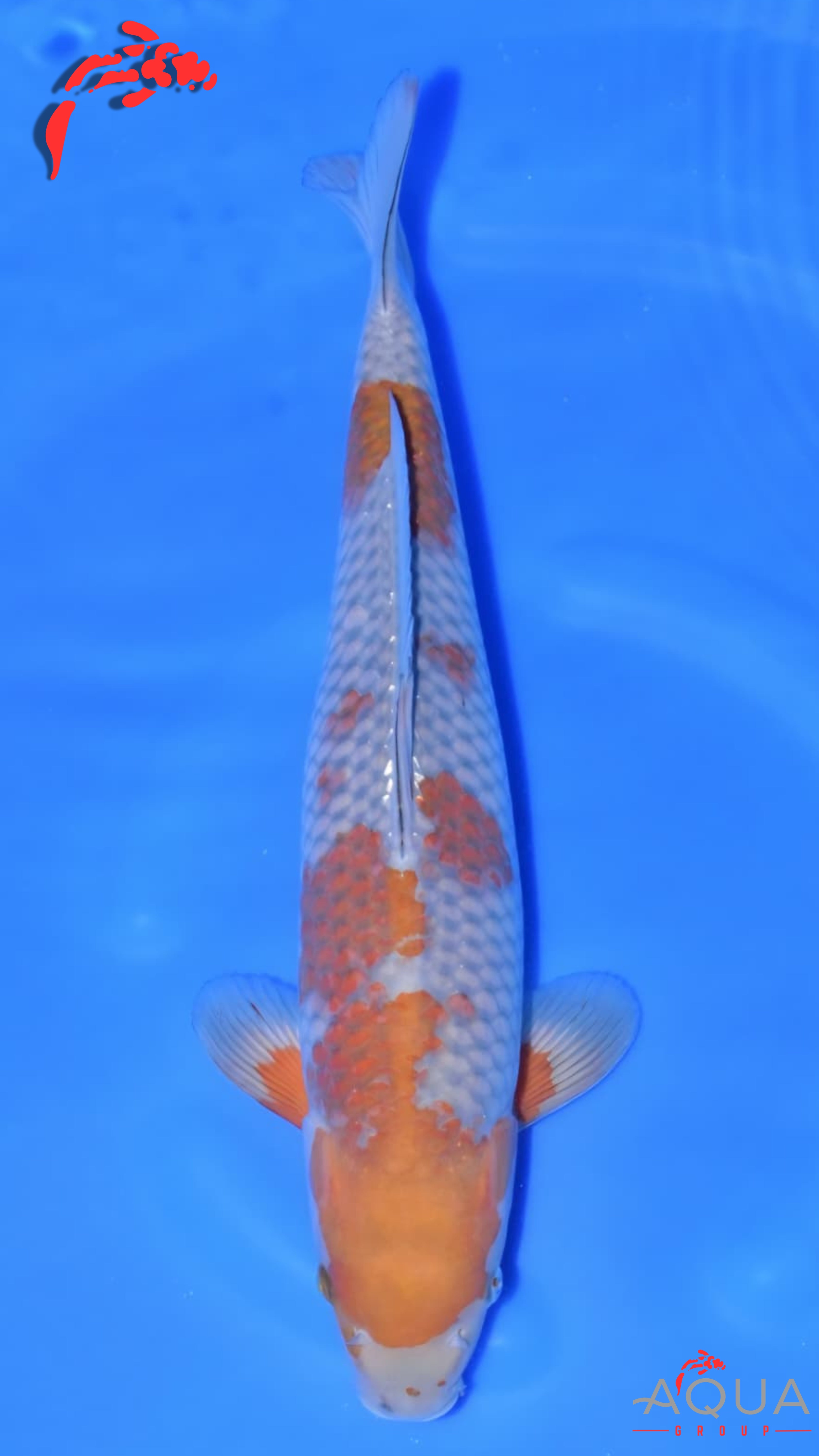 Ochiba - Okawa - Nisai