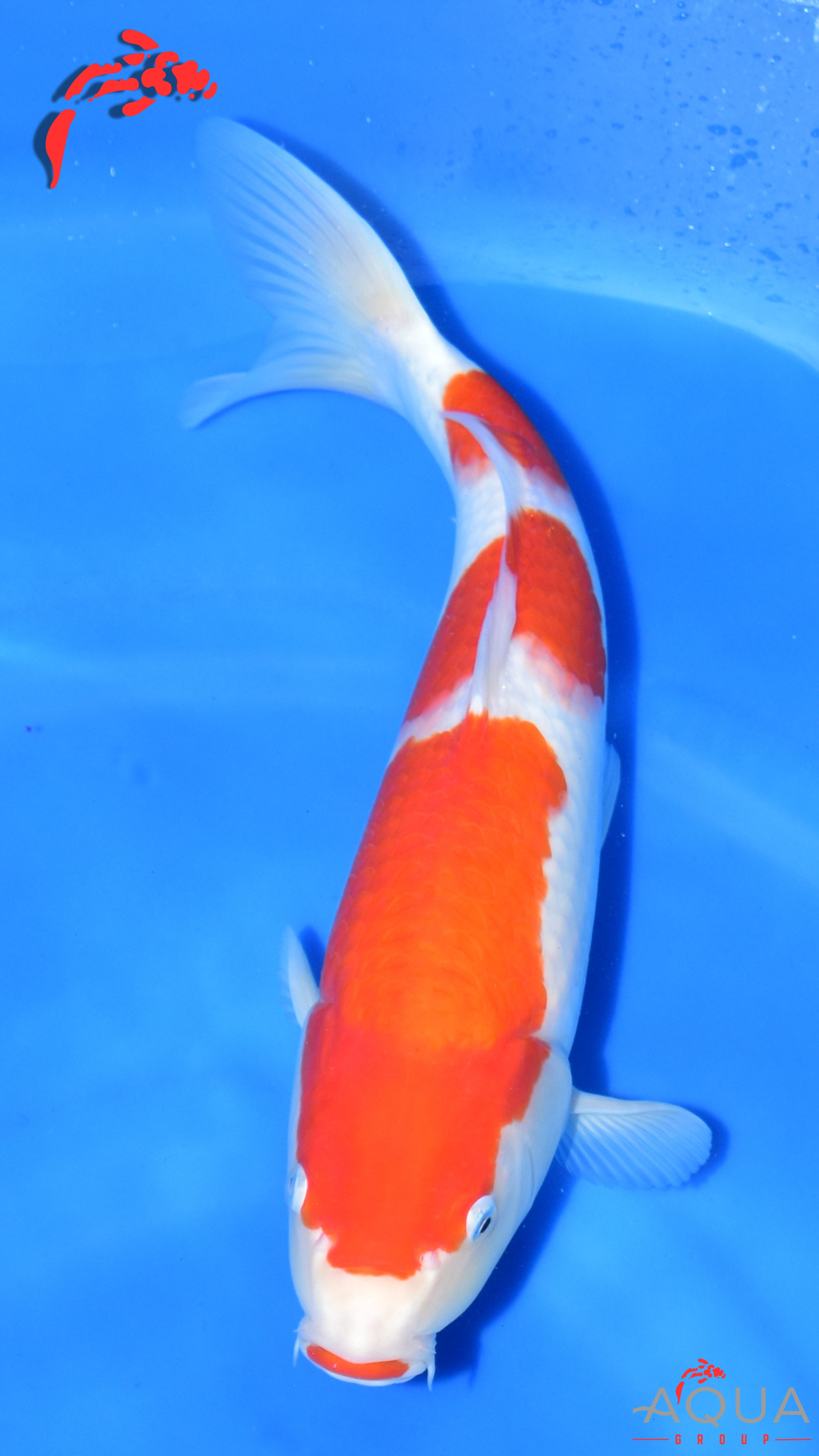 Kohaku - Maruchiku - Nisai - #04