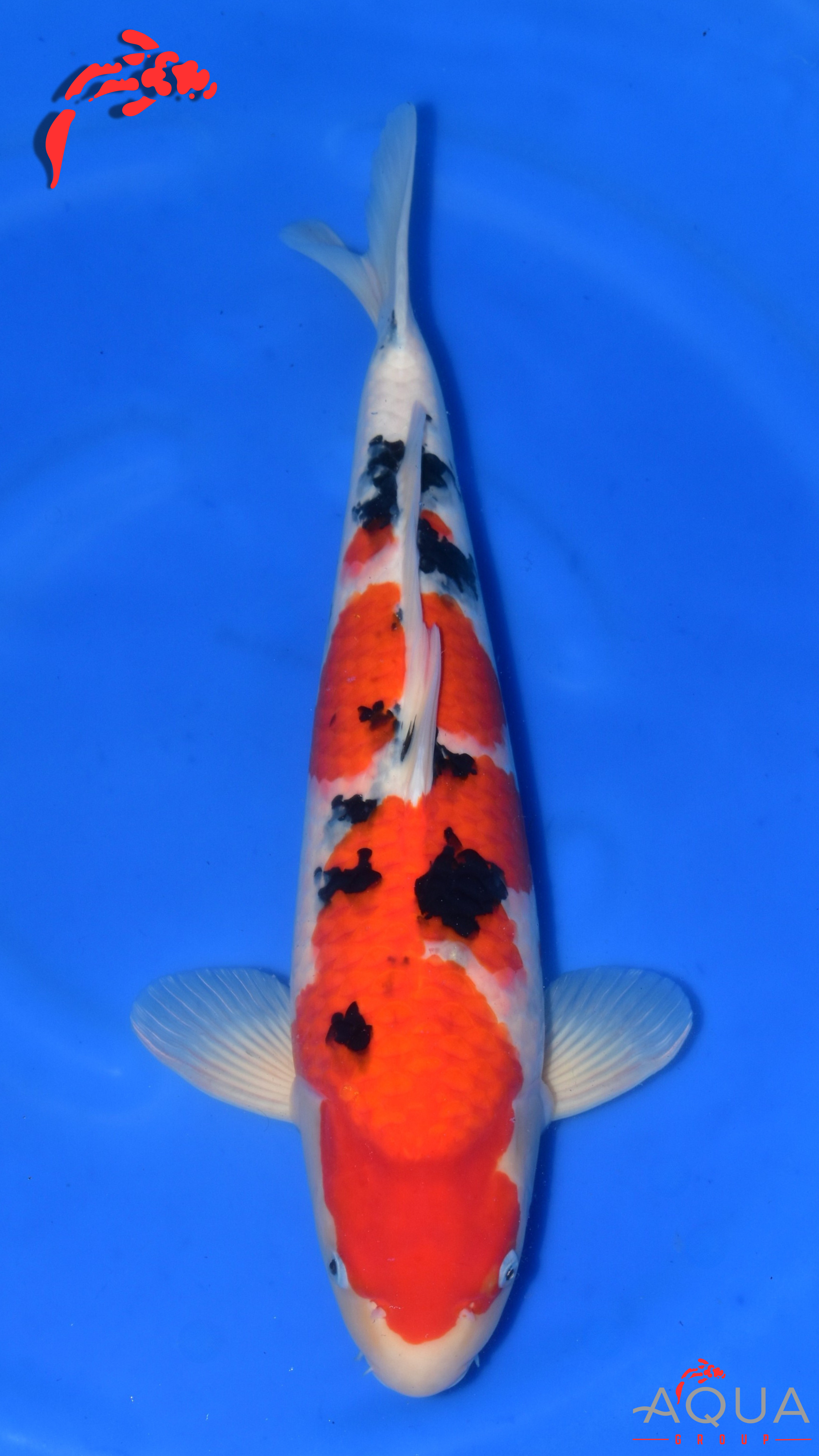 Sanke - Suetsugu - Nisai - #03