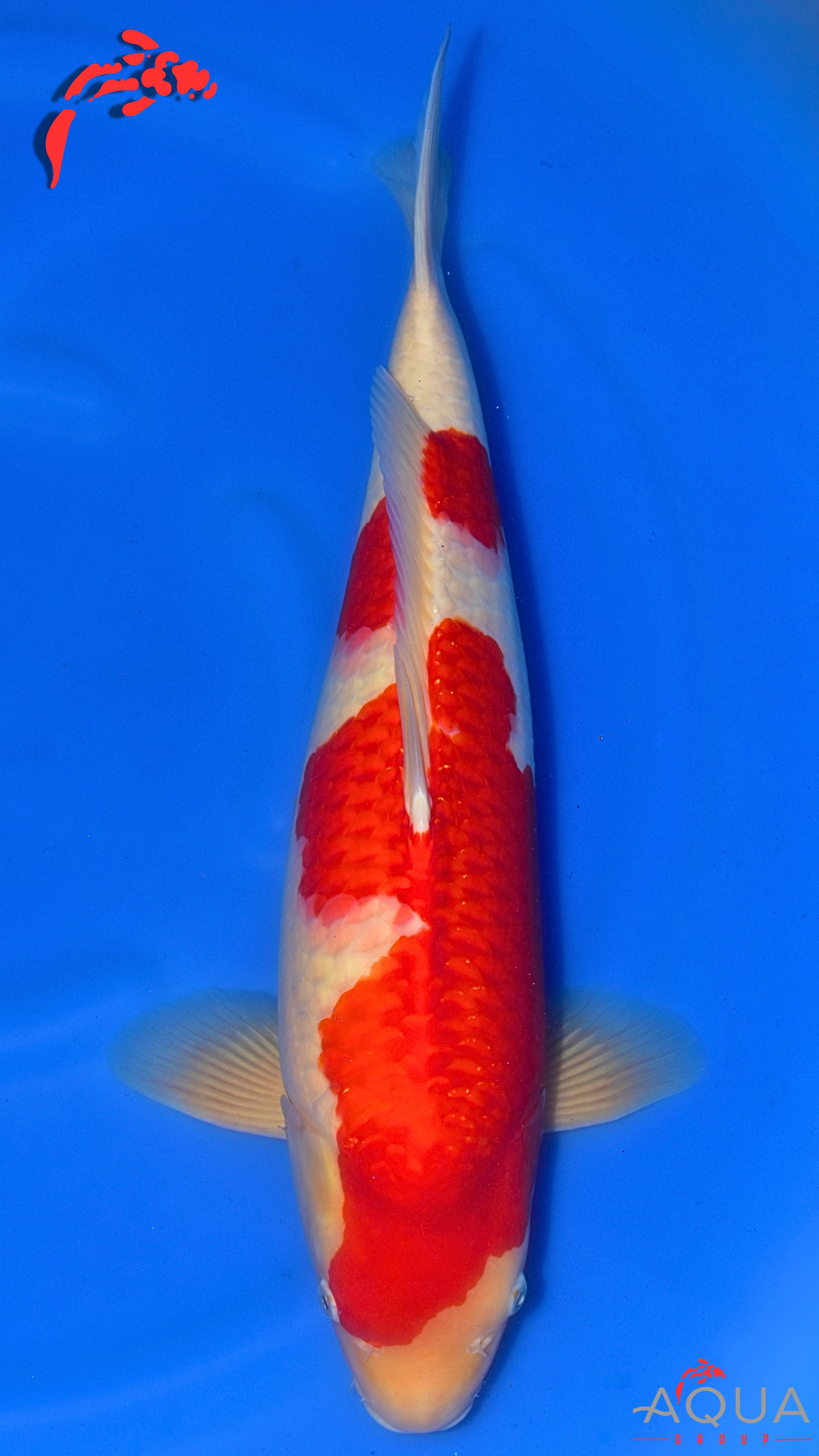 Kohaku - Okawa - Nisai - #01