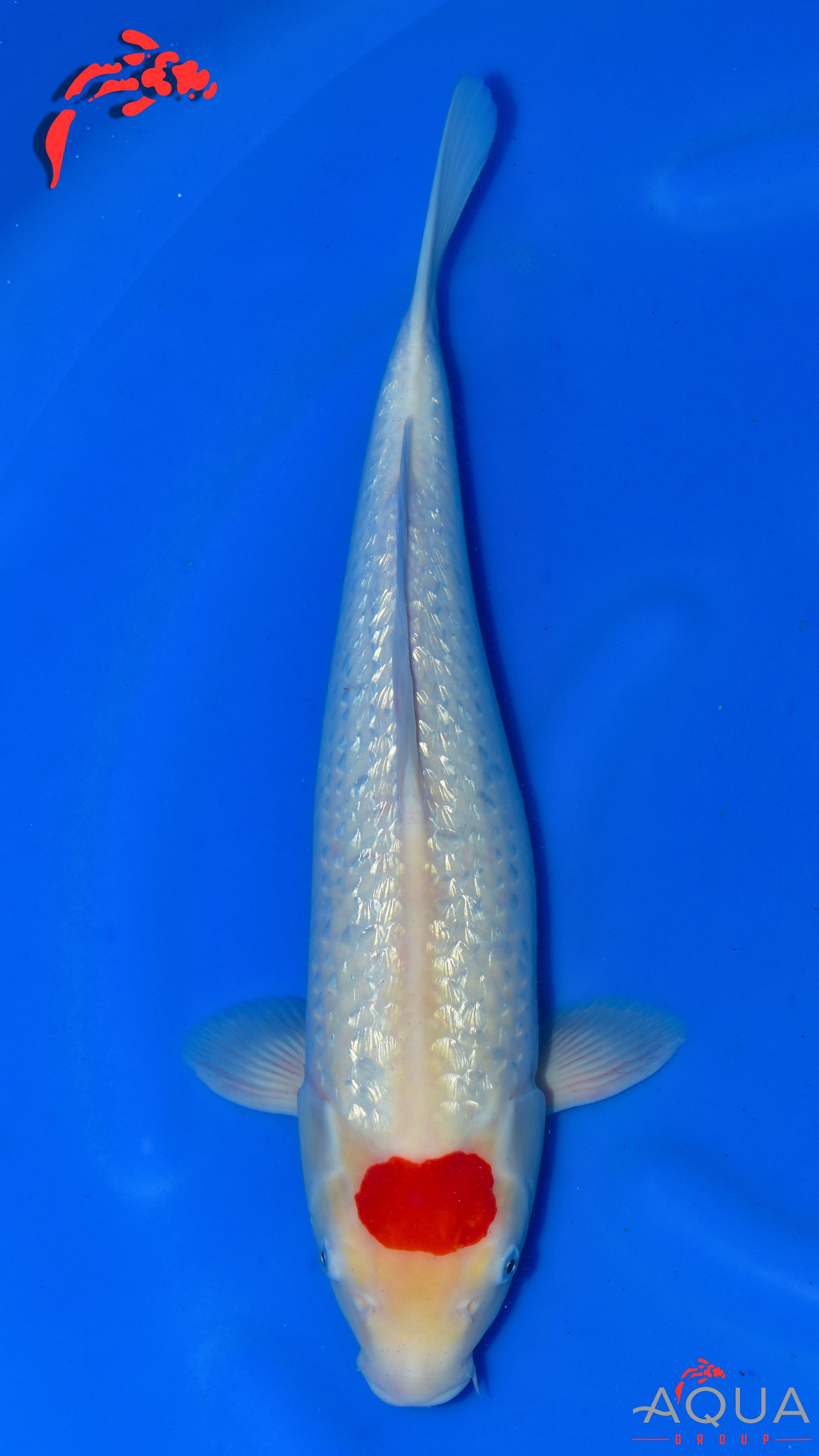 Tancho Kohaku - Ogata - Nisai - #01