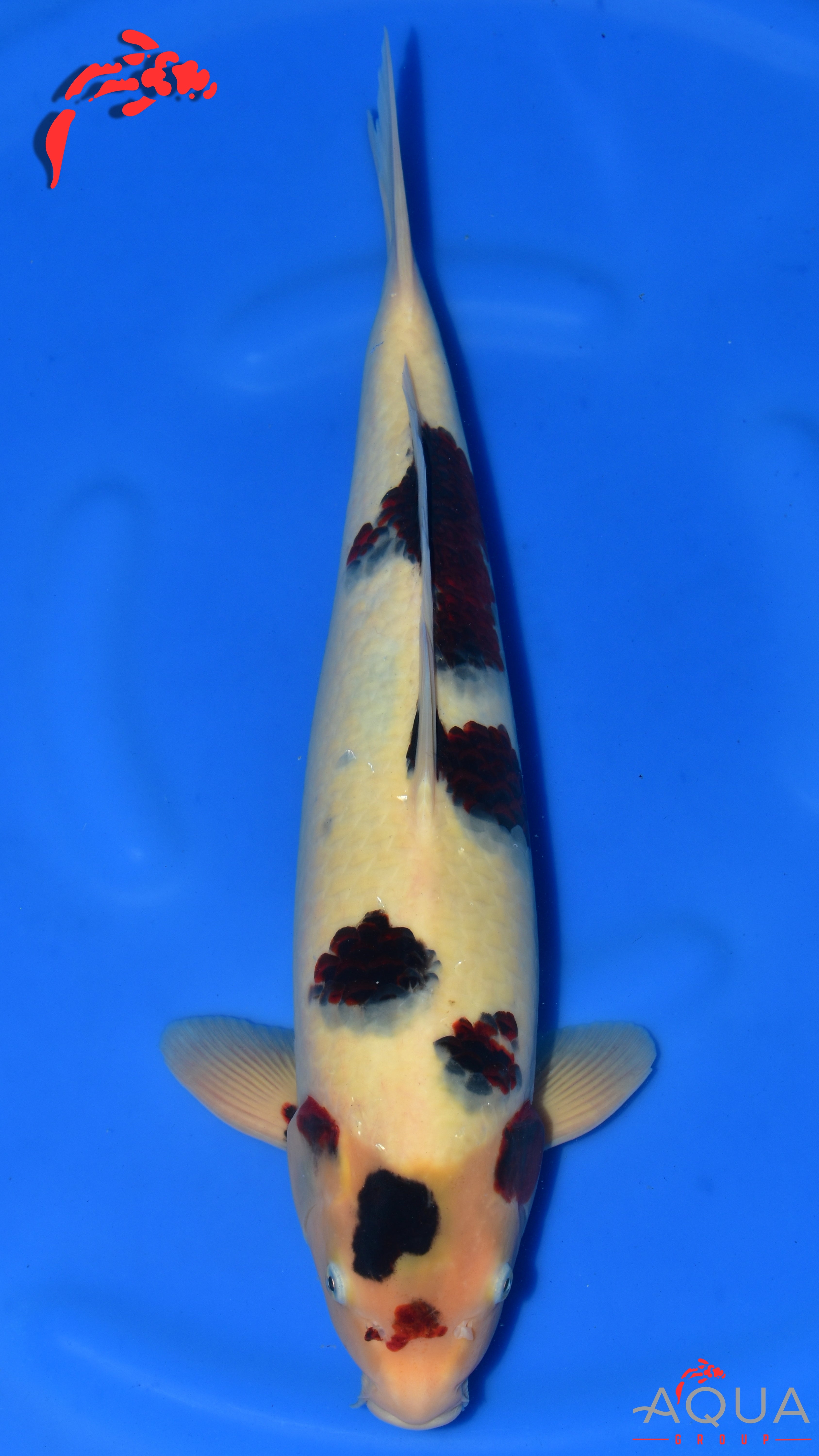 Budo Goromo - Okawa - Nisai - #01