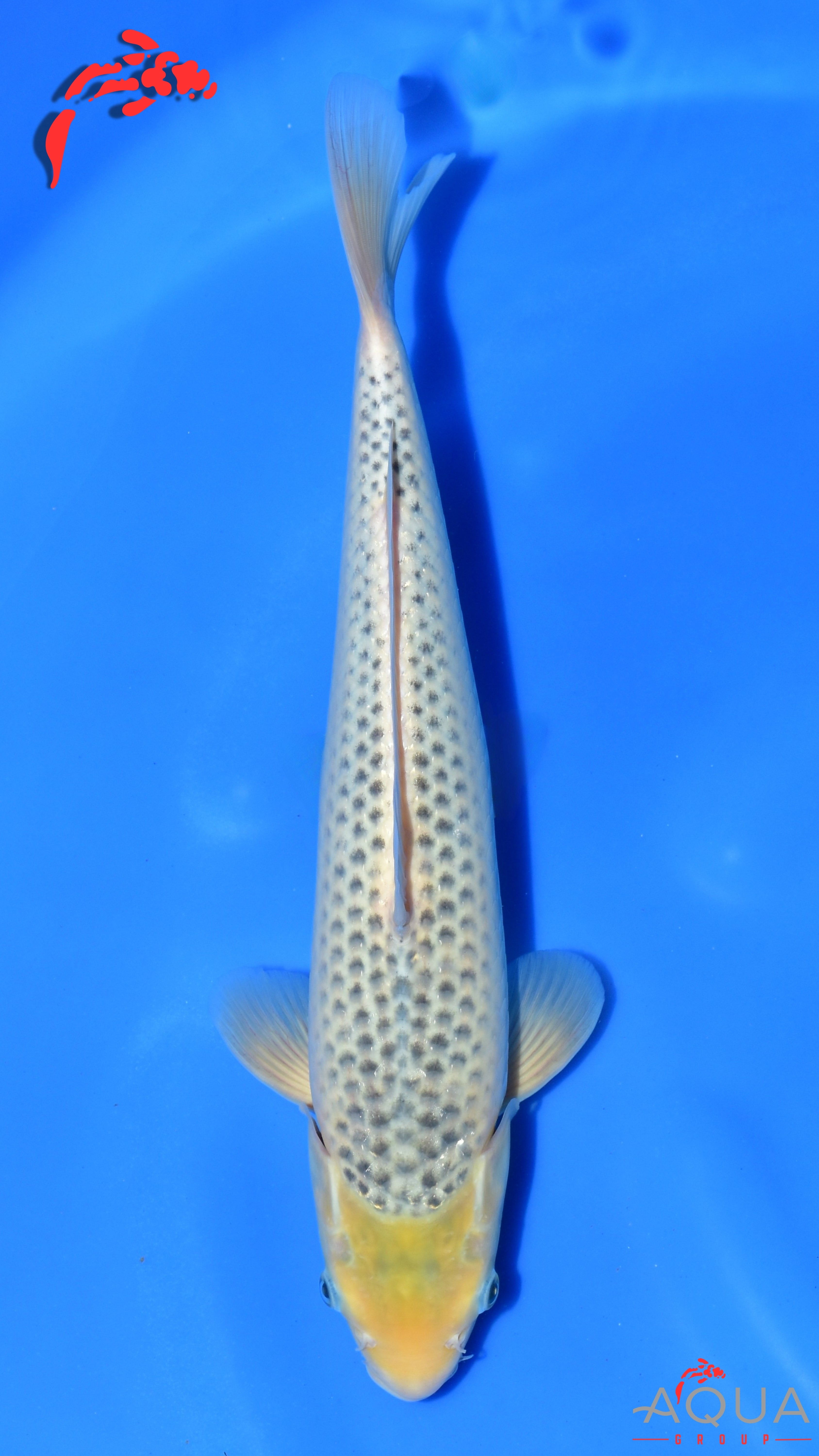 Asagi - Ogata - Nisai - #01