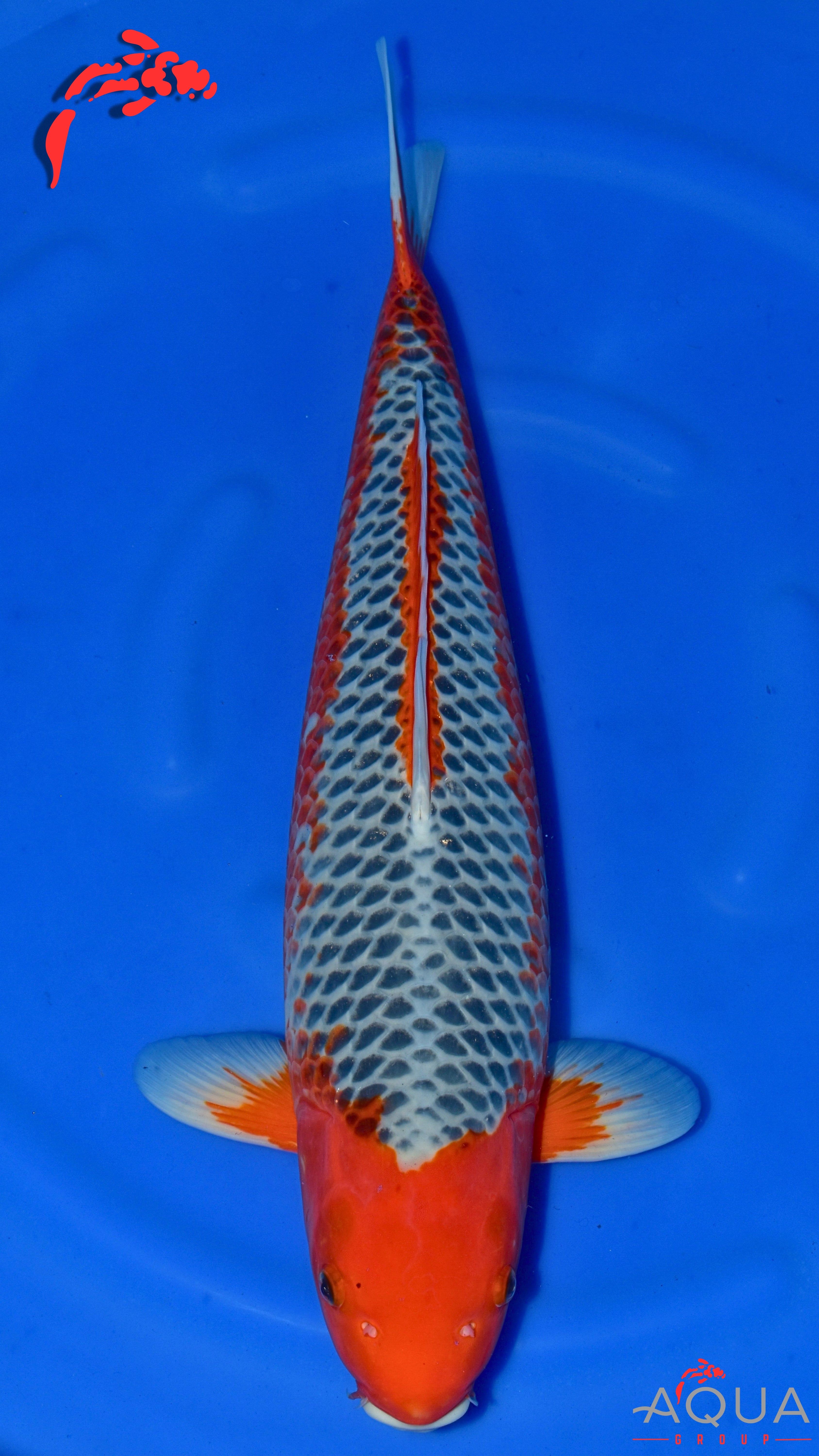 Hi Asagi - Secret Breeder - Sansai - #01