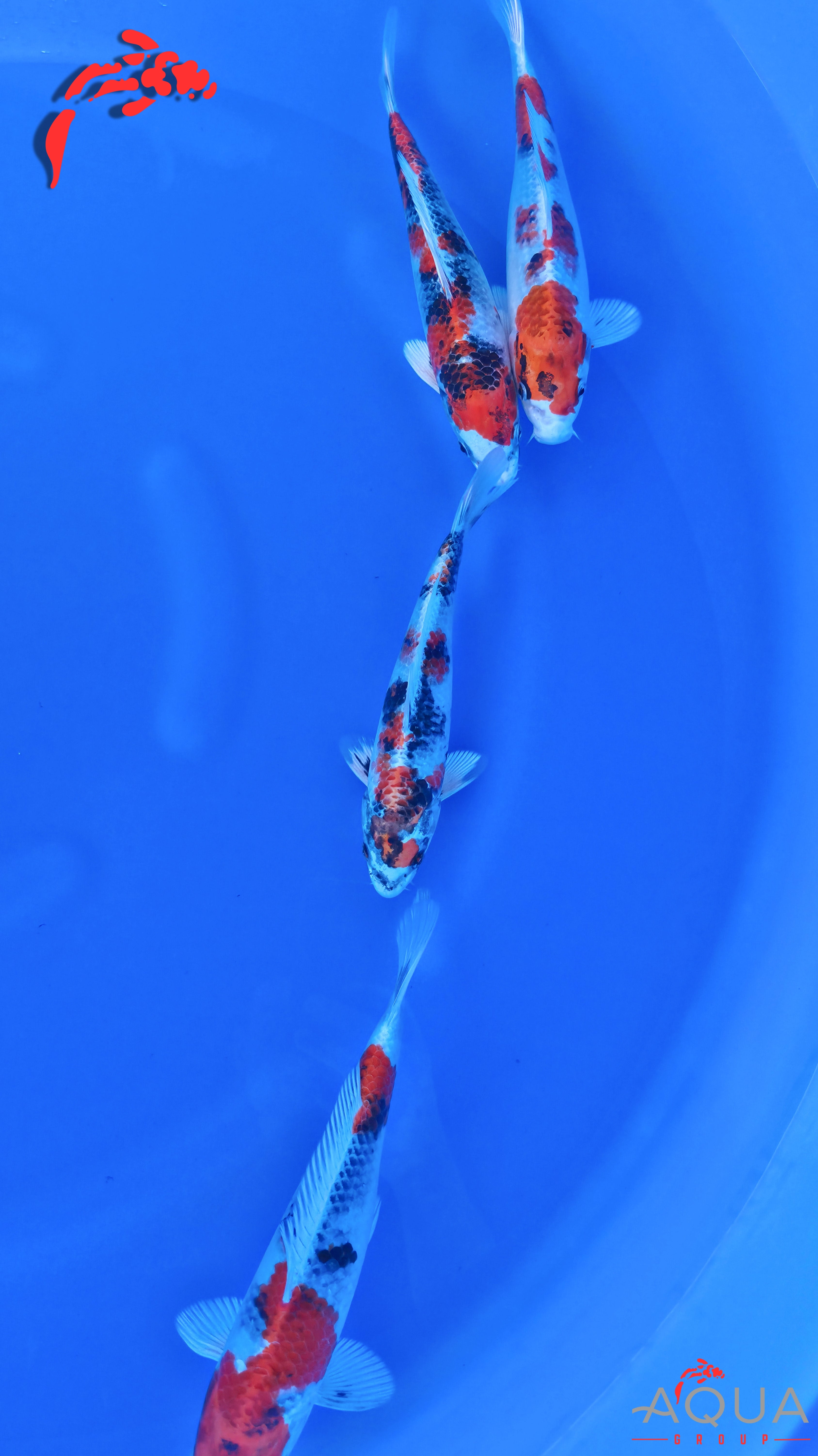 Kin Showa - Secret Breeder - Tosai - #Mix01