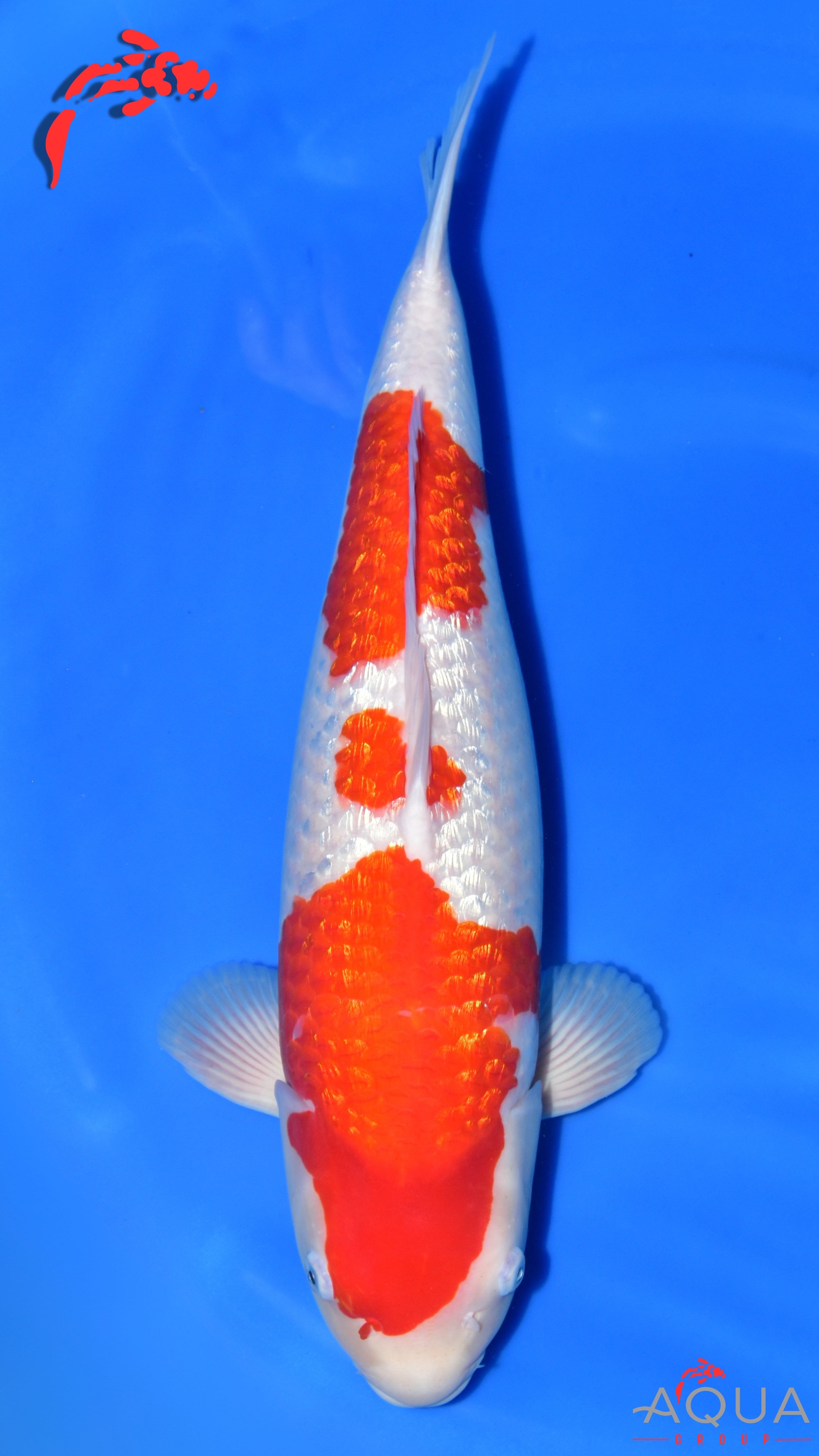 Gin Rin Kohaku - Ogata - Nisai - #02