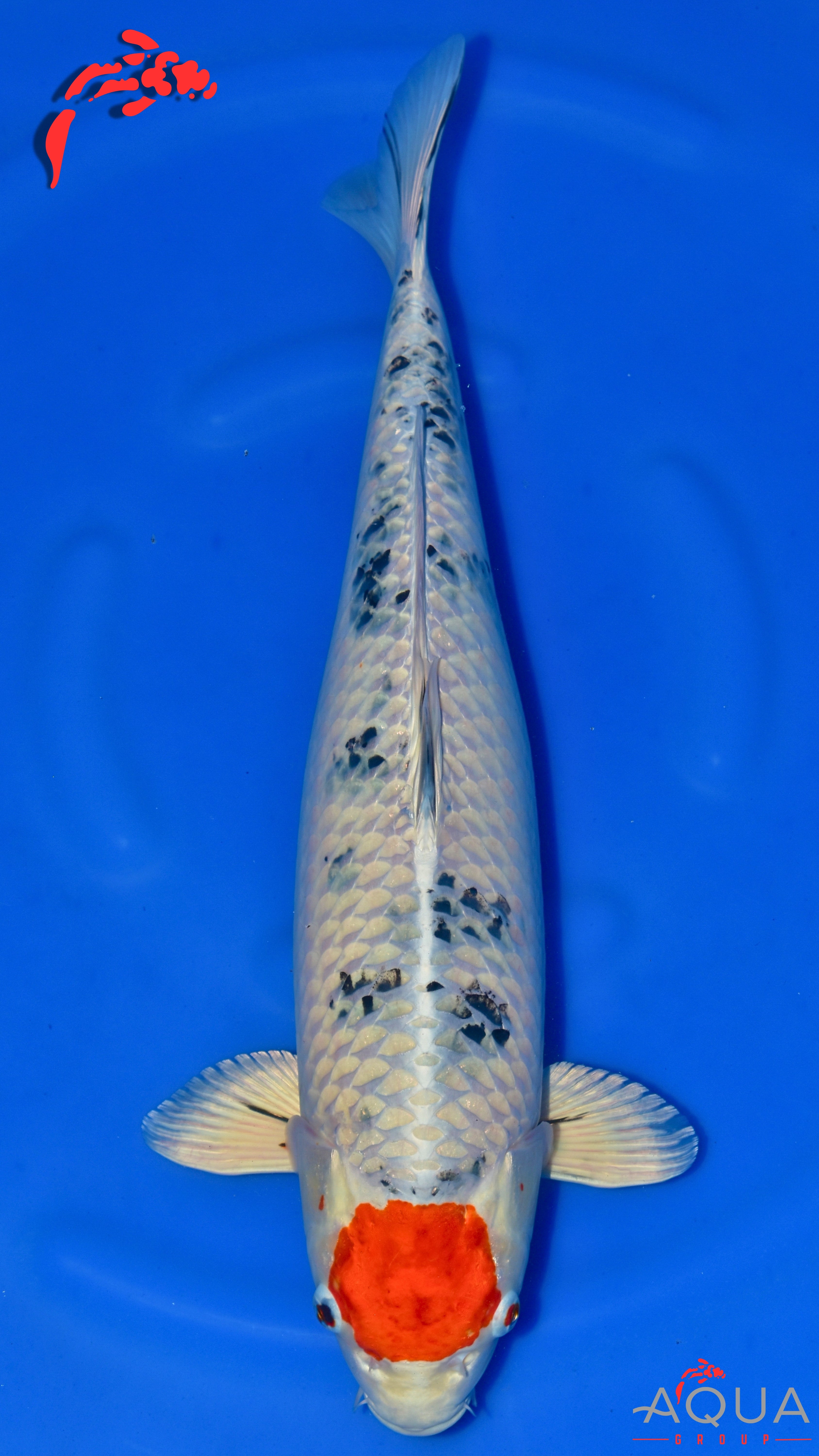 Tancho Yamatonishiki - Secret Breeder - Sansai - #01