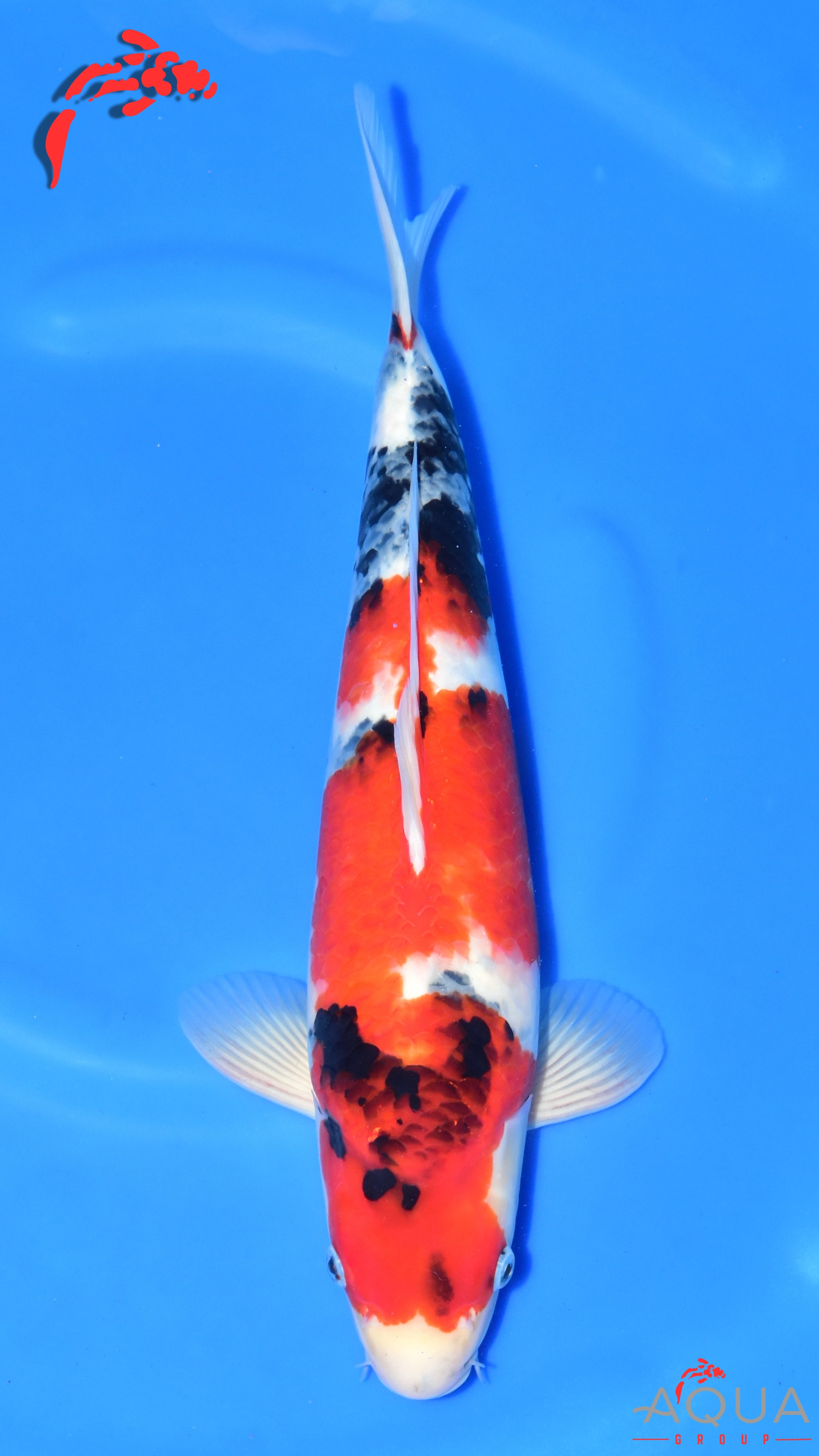 Showa - Ogata - Nisai - #01