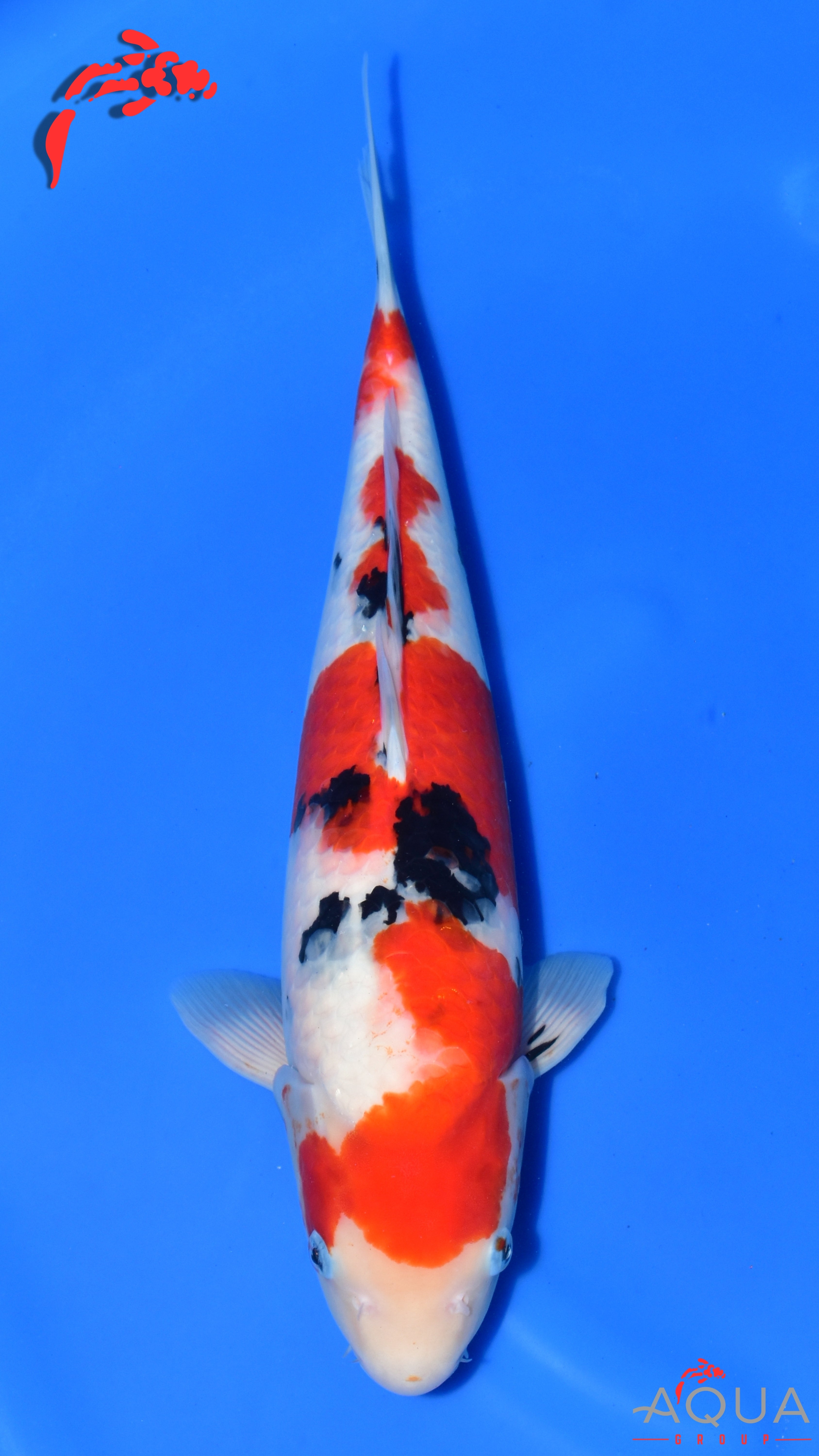 Showa - Ogata - Nisai - #02