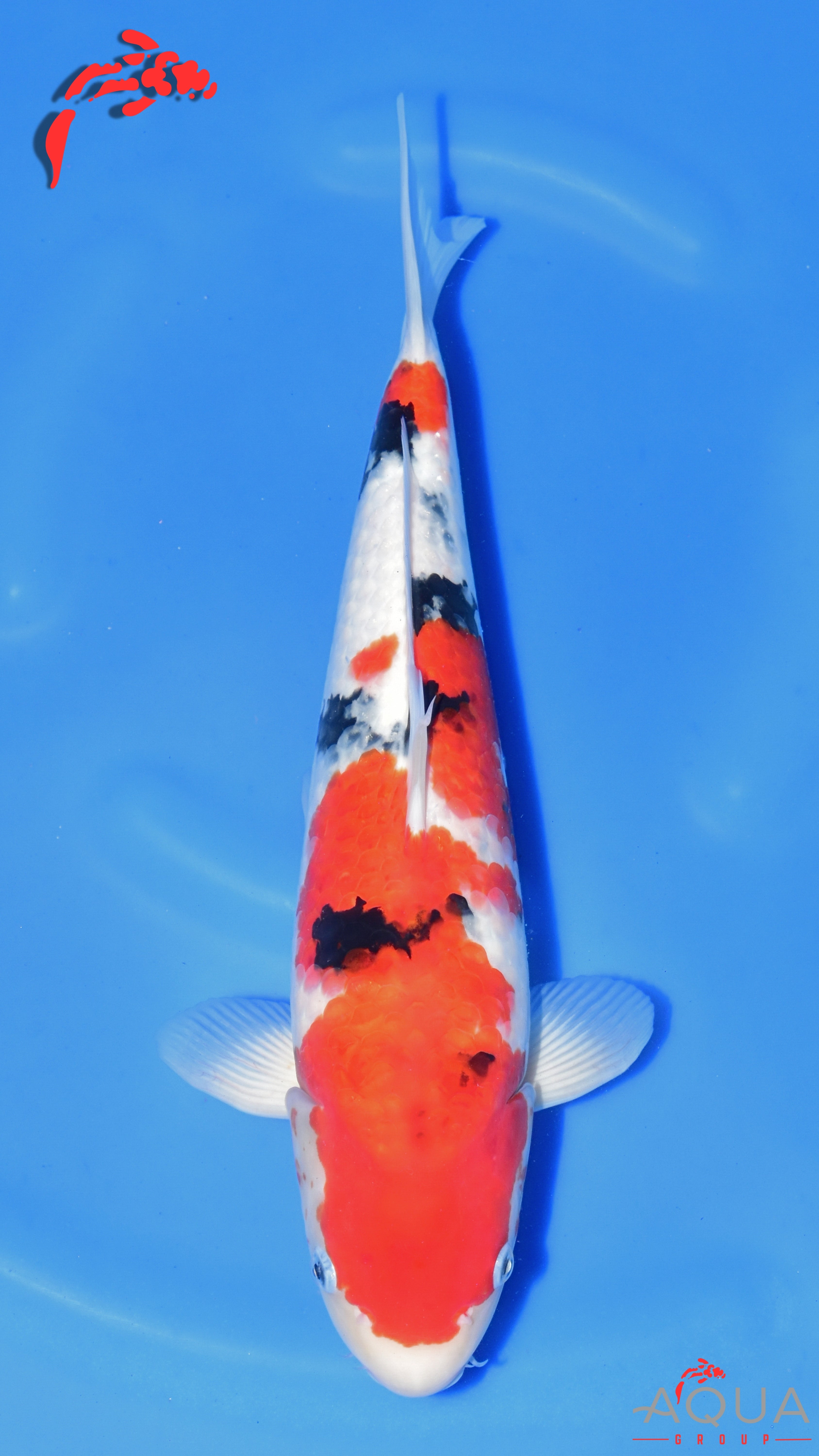 Sanke - Ogata - Nisai - #01