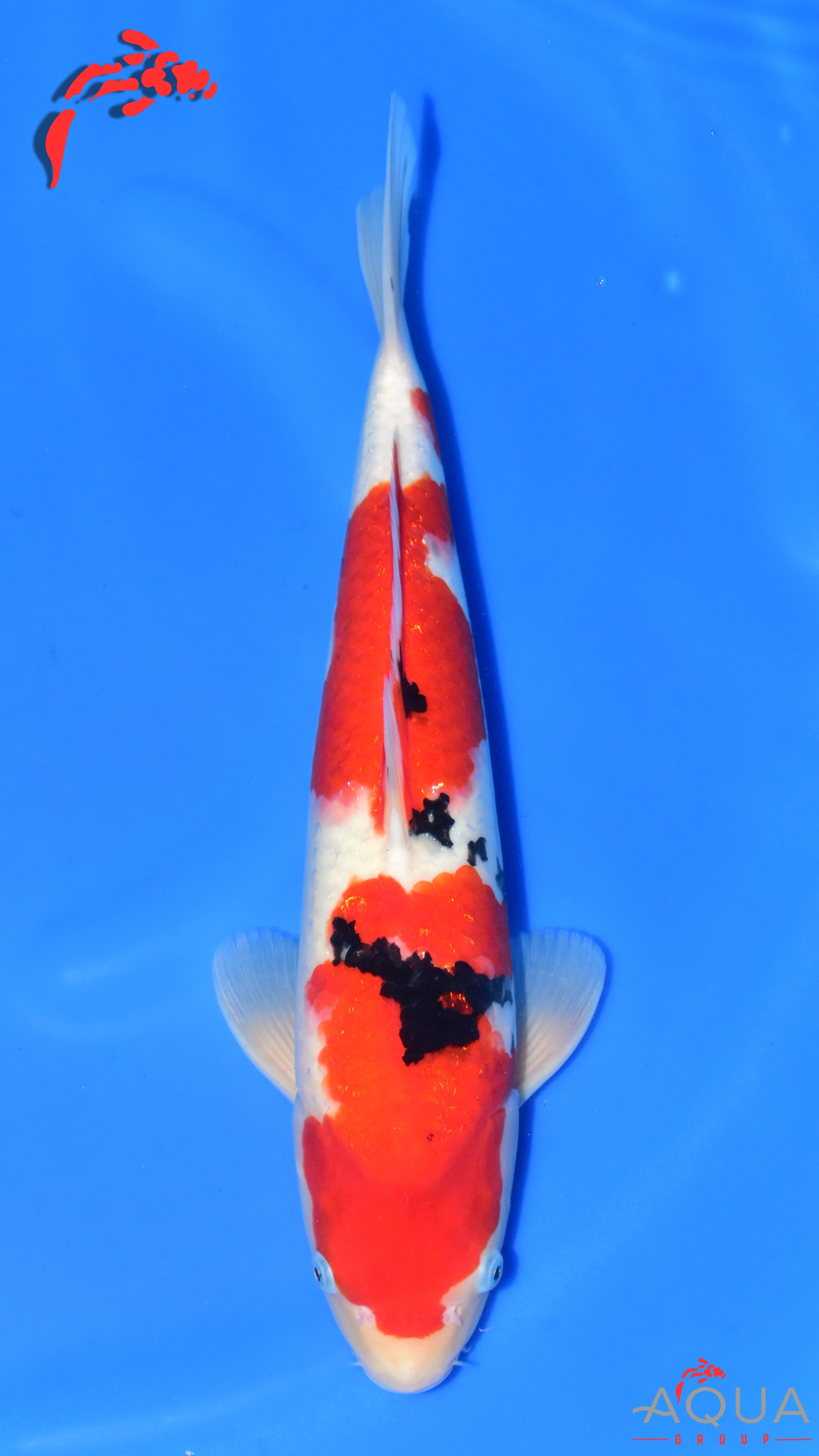 Sanke - Ogata - Nisai - #02