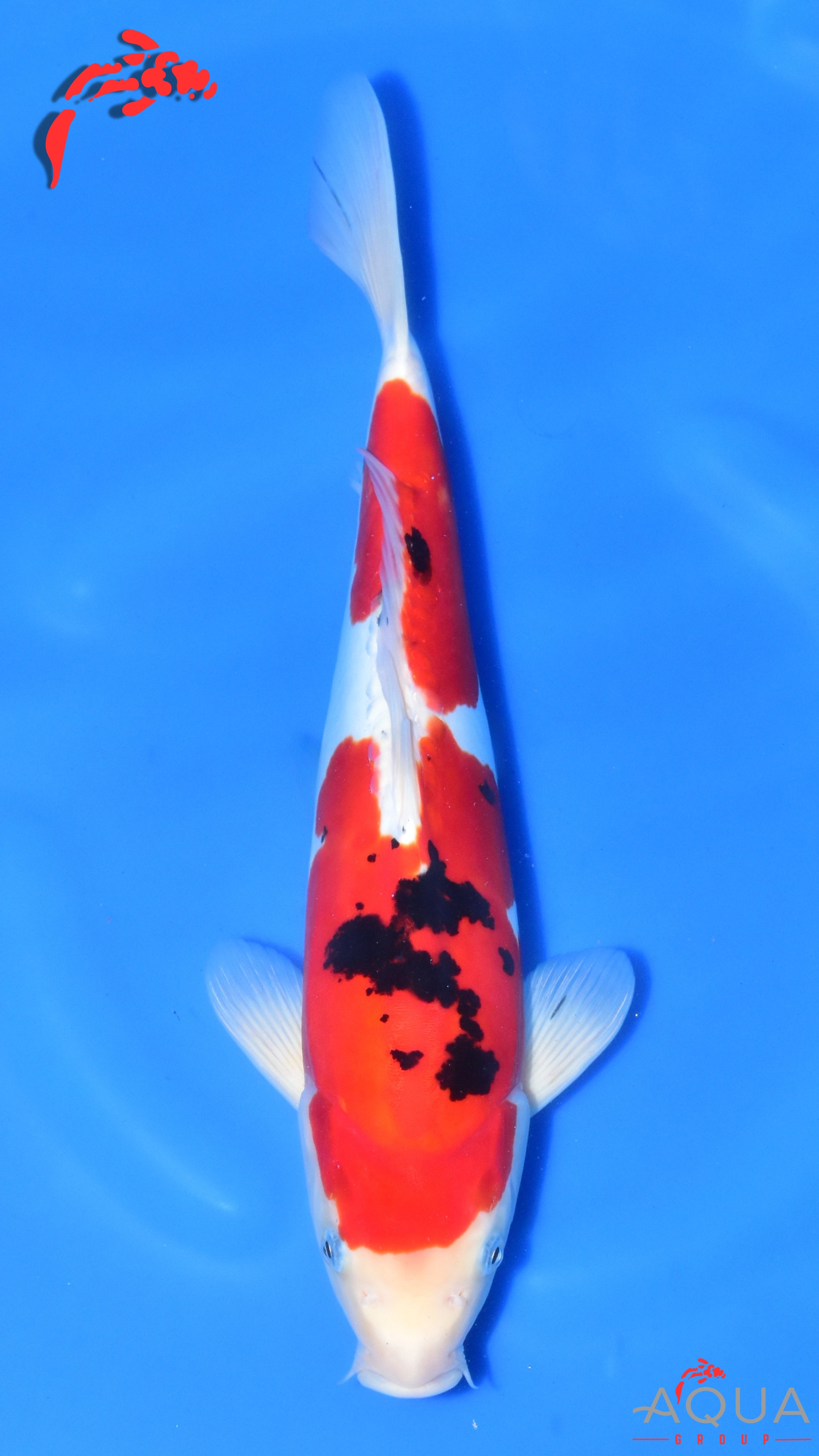 Doitsu Sanke - Ogata - Nisai - #01