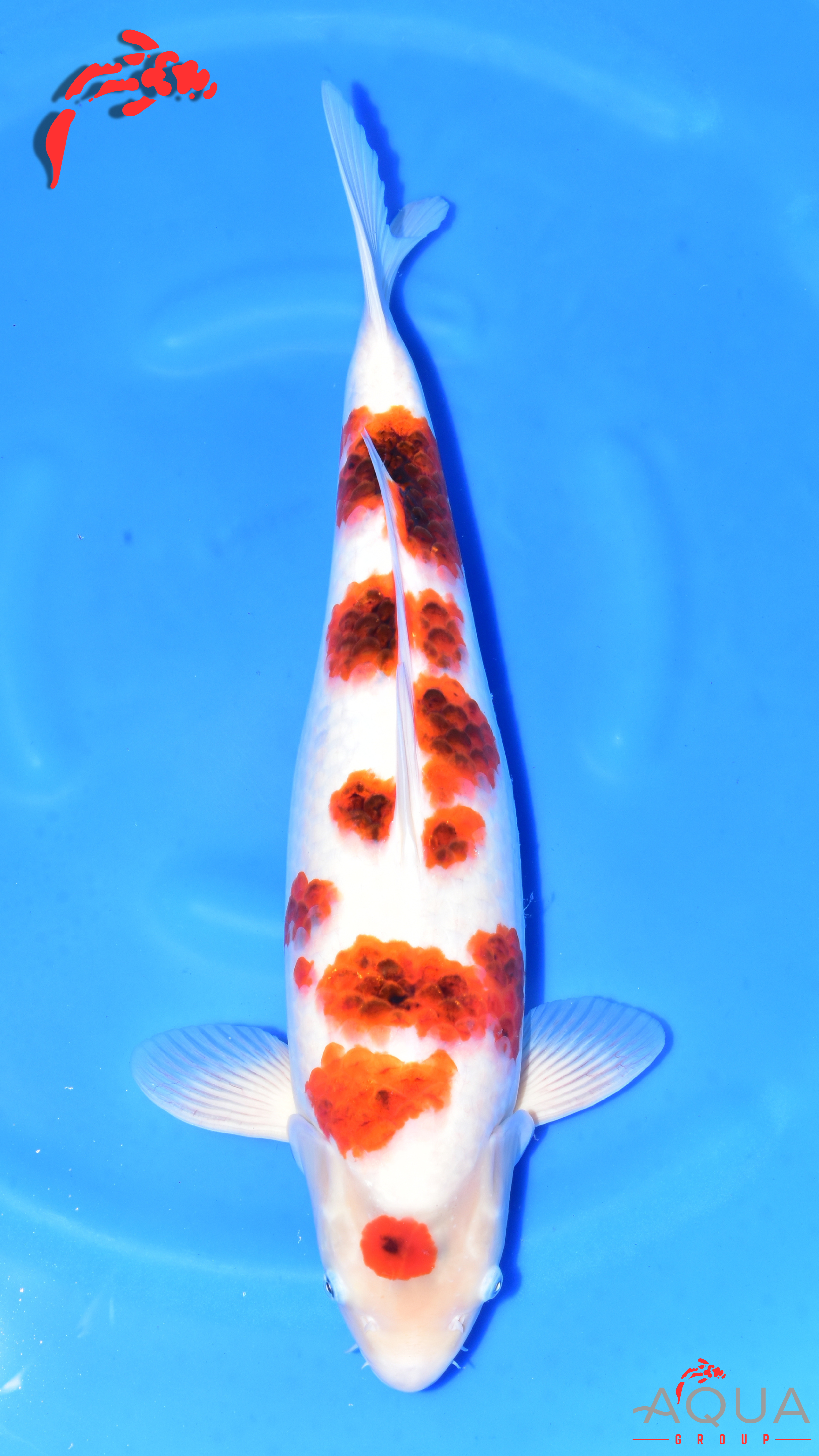 Ai Goromo - Suetsugu - Nisai - #01