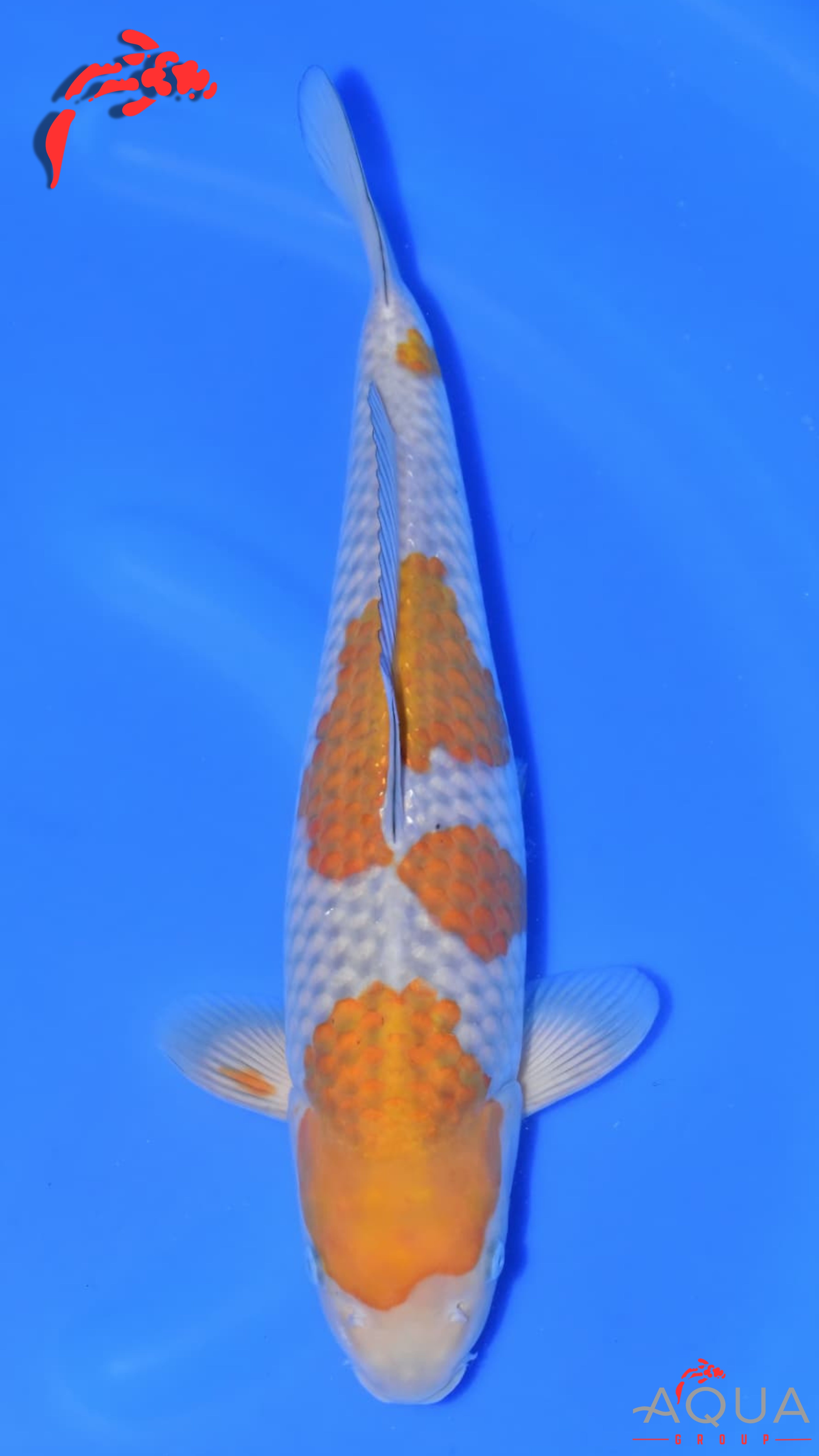 Ochiba - Okawa - Nisai