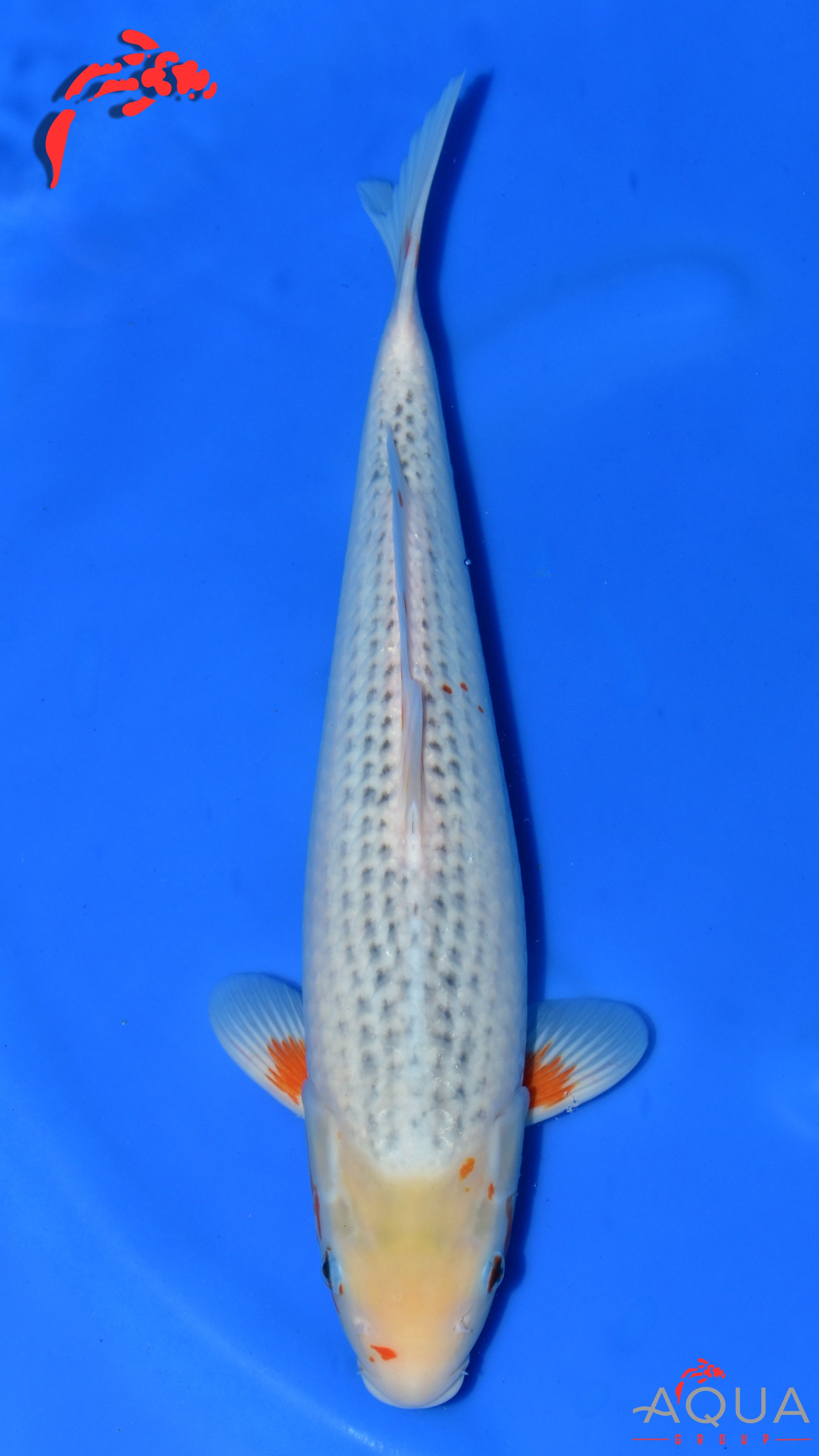 Asagi - Ogata - Nisai - #02