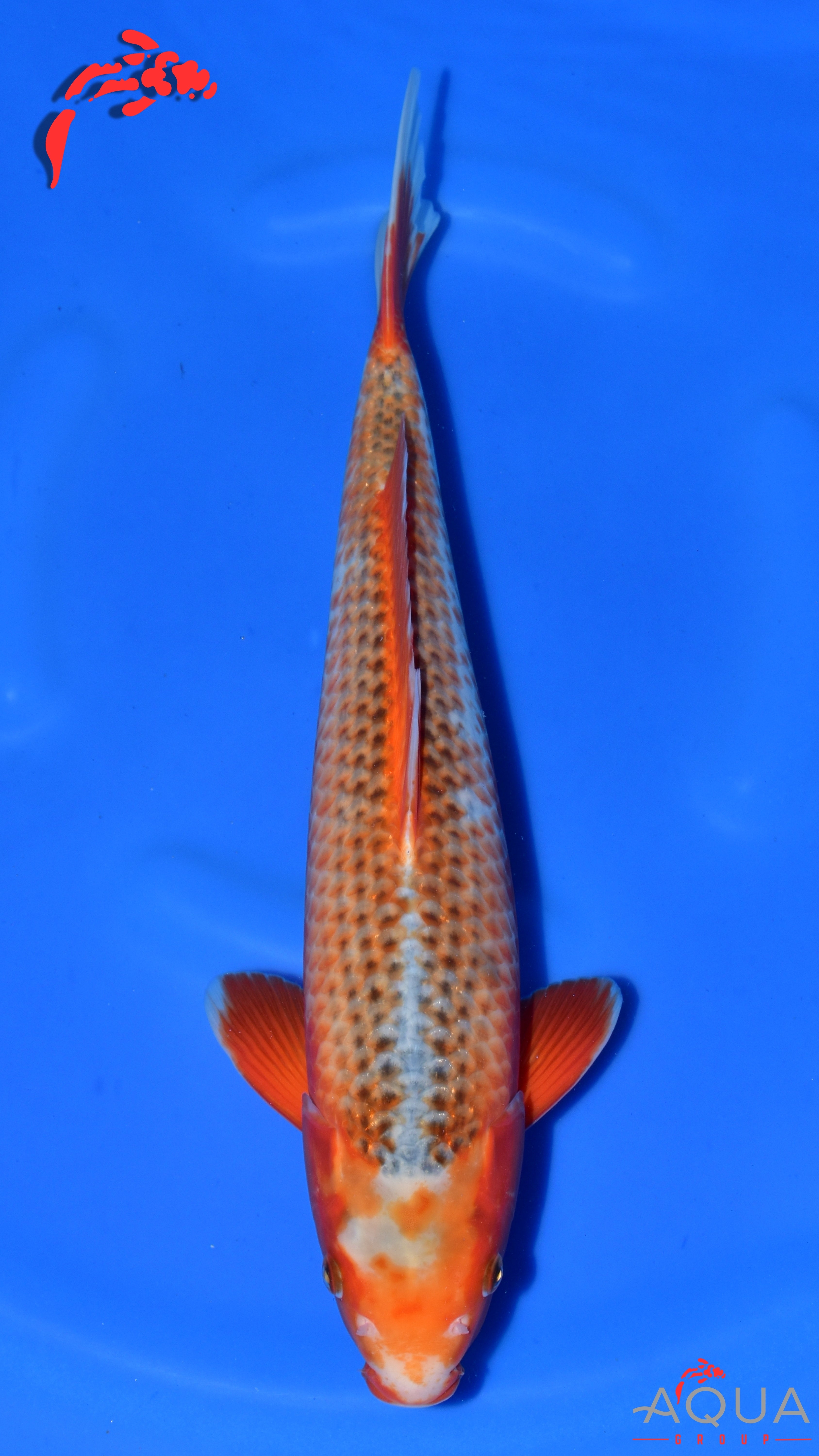 Hi Asagi - Ogata - Nisai - #01