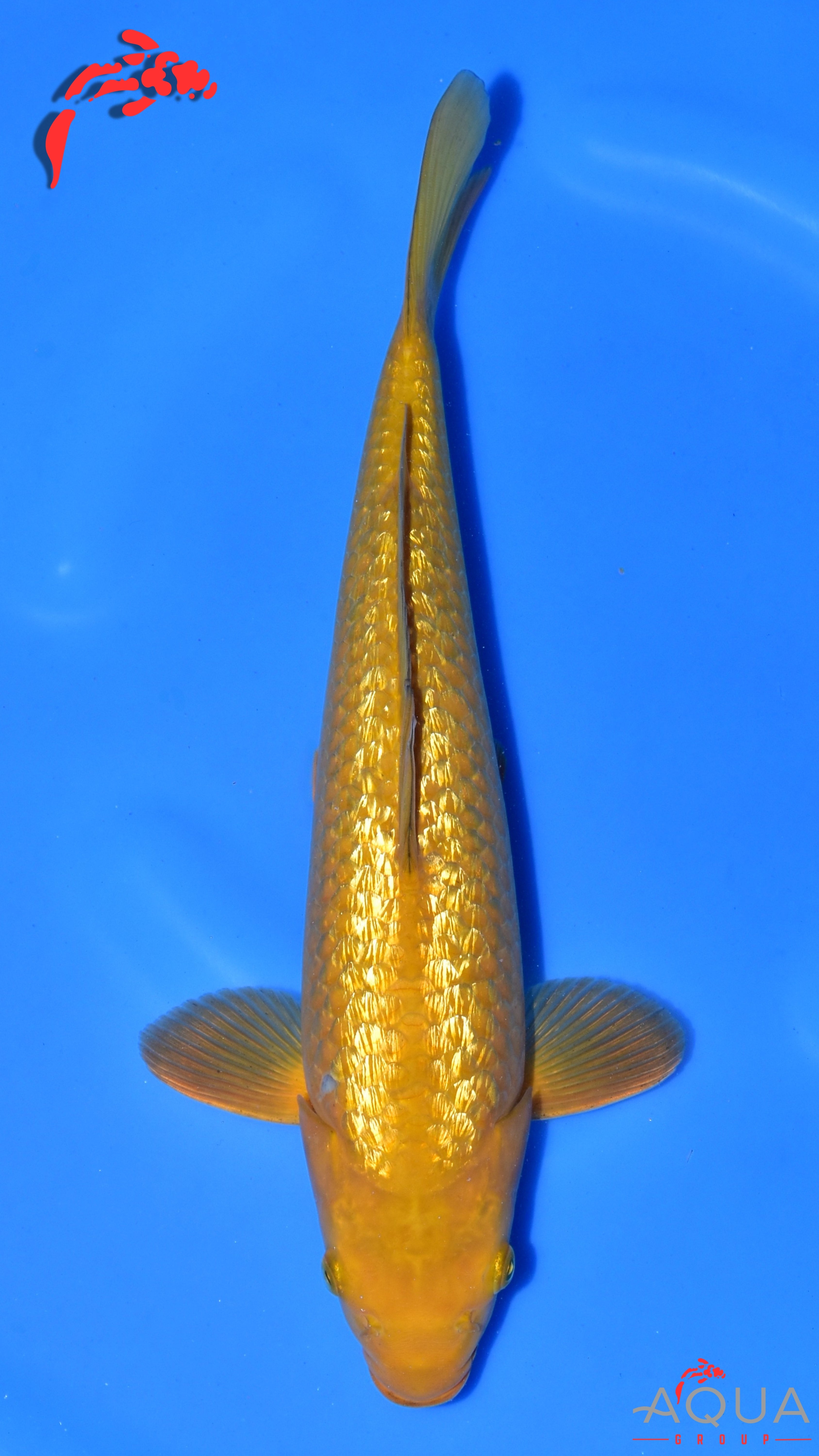 Gin Rin Chagoi - Ogata - Nisai - #02