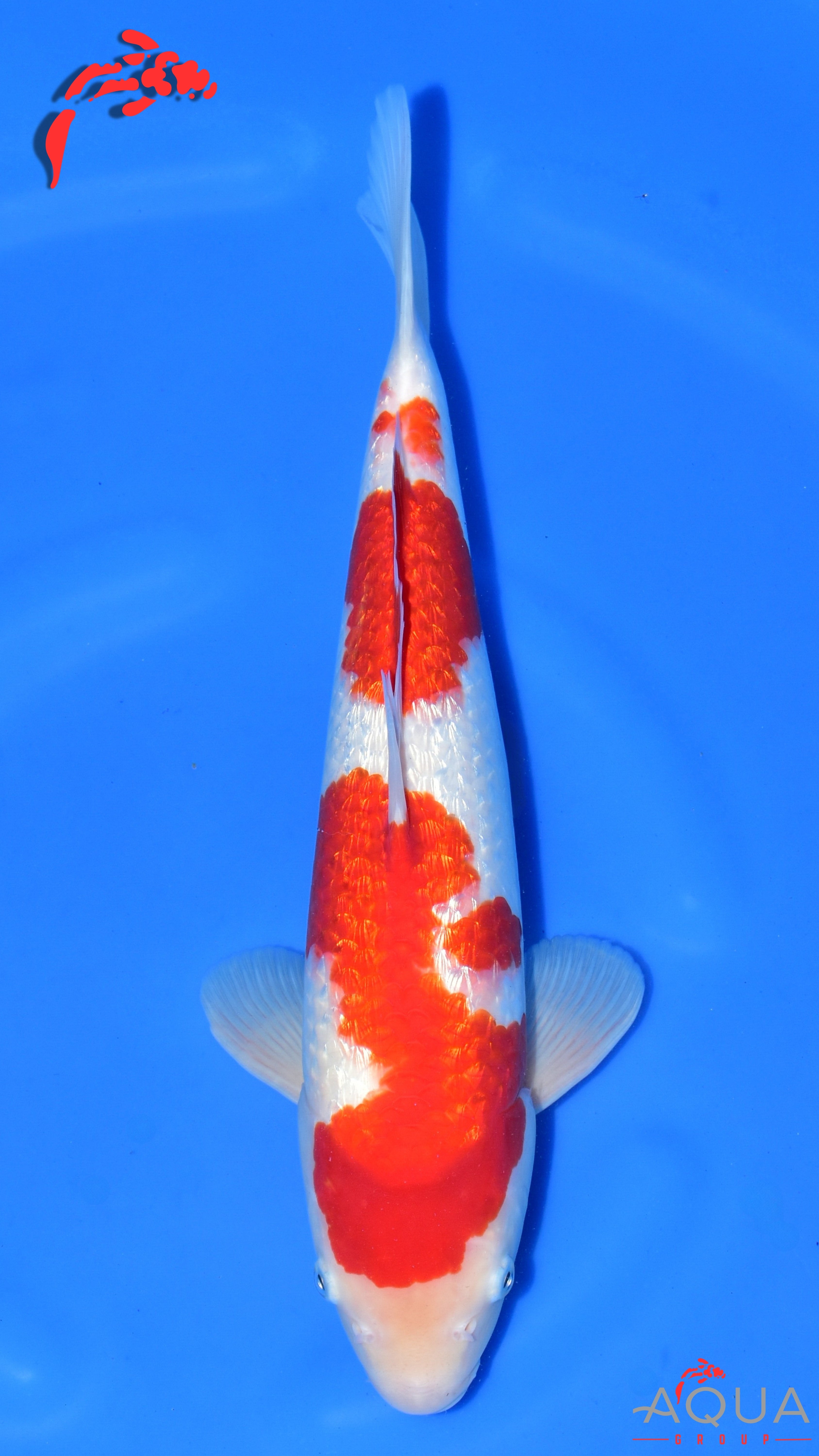 Gin Rin Kohaku - Ogata - Nisai - #04