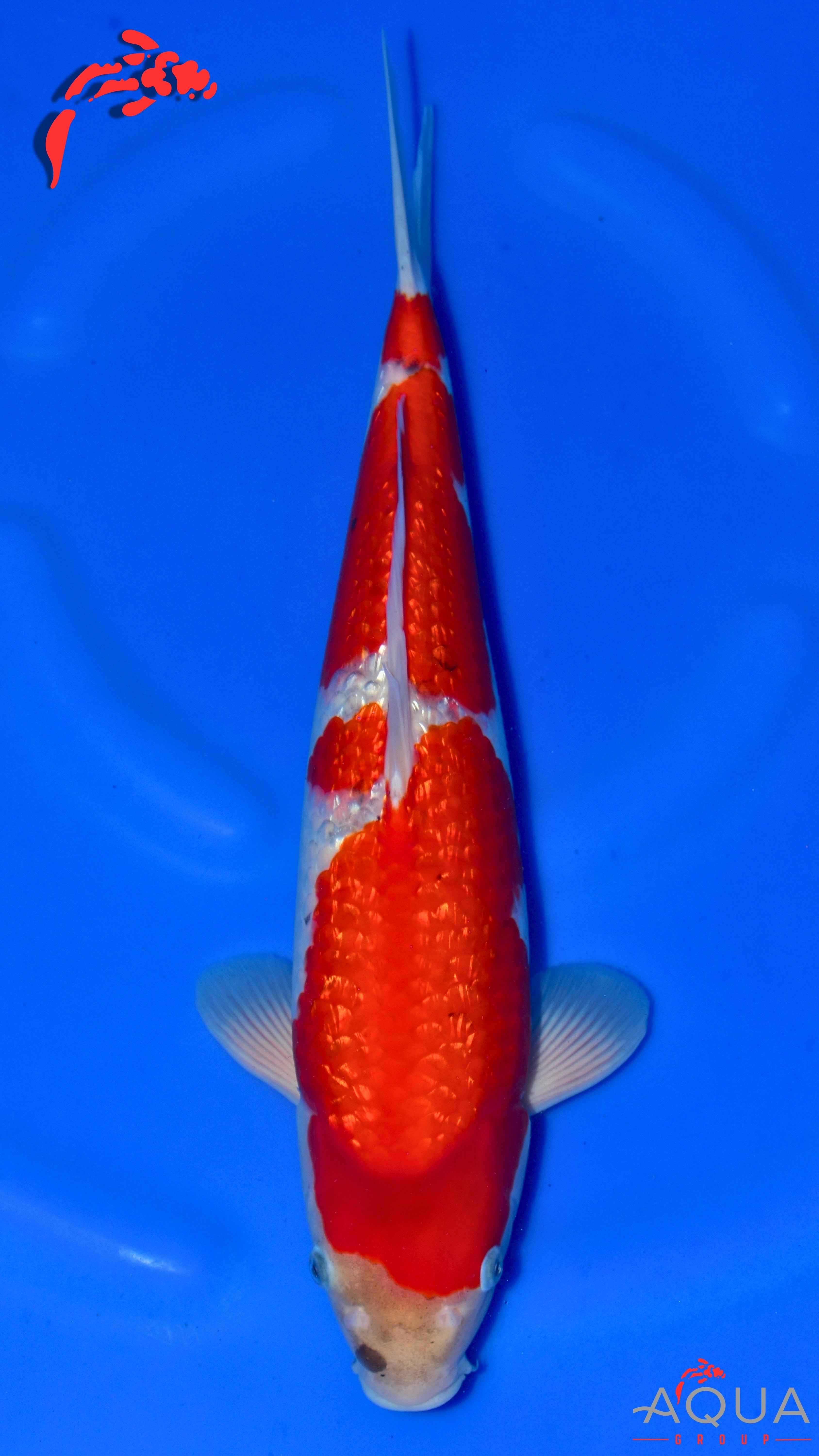 Gin Rin Goshiki - Ogata - Nisai - #01