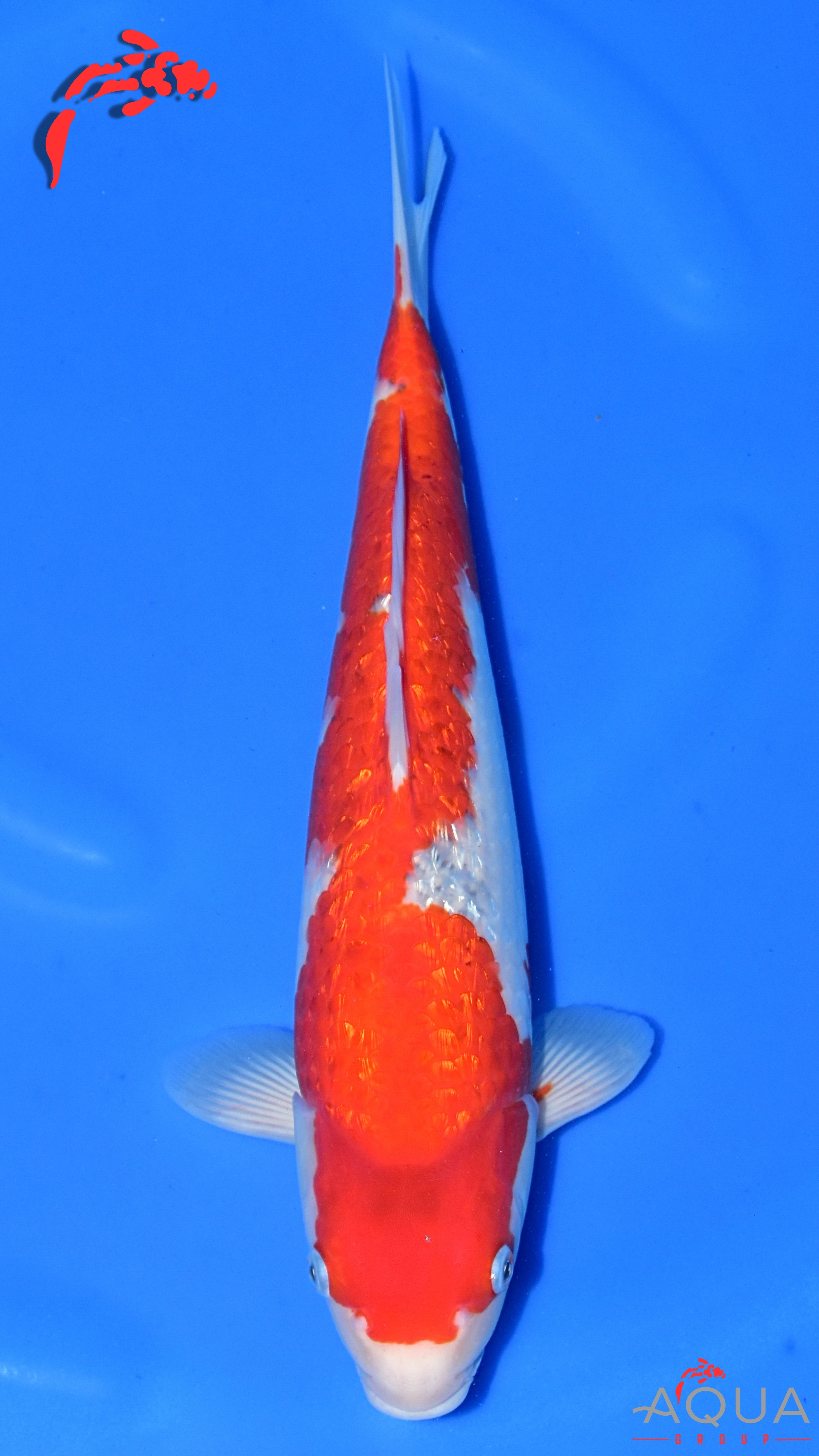 Gin Rin Goshiki - Ogata - Nisai - #02