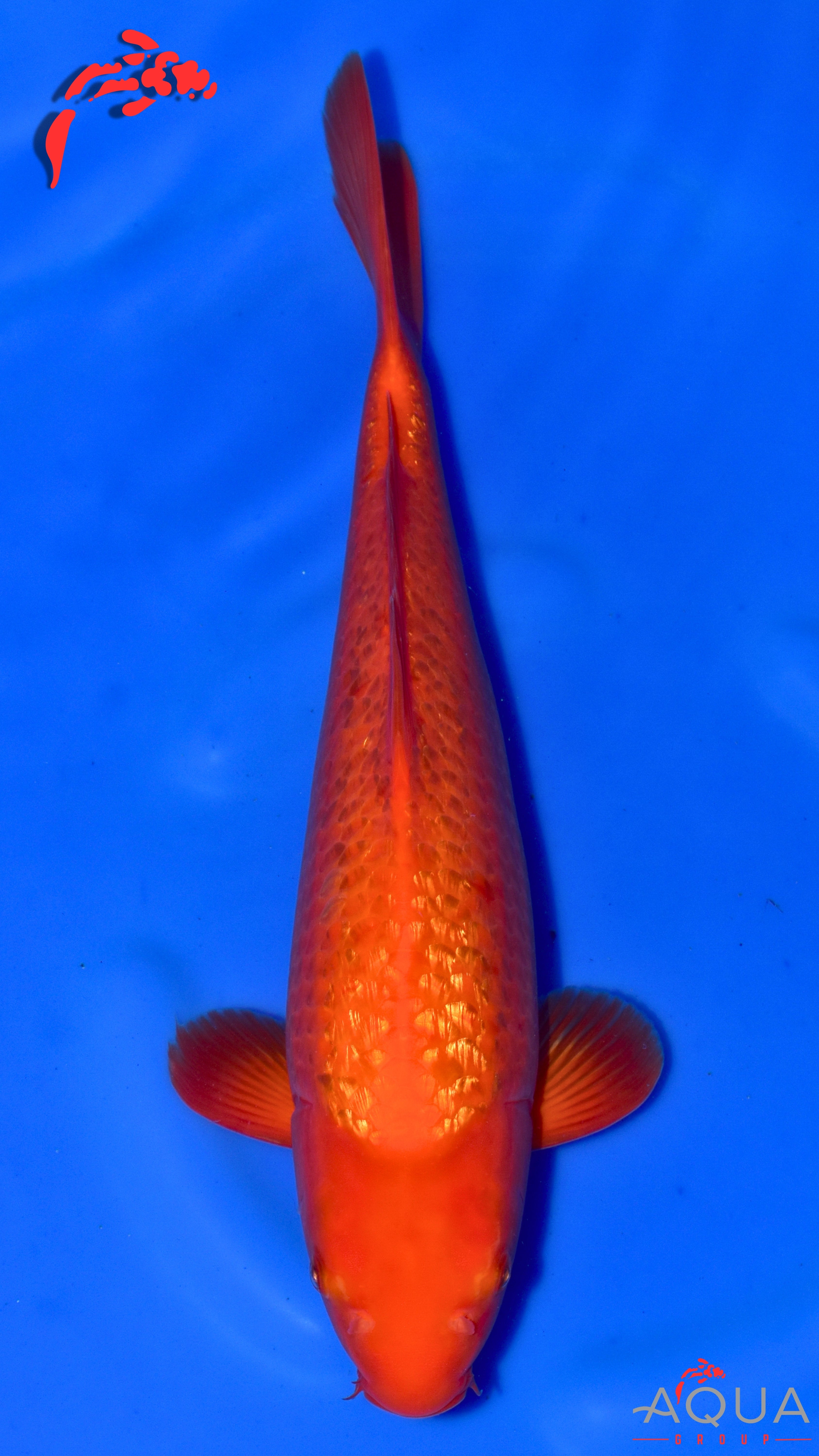 Gin Rin Benigoi - Ogata - Nisai - #02