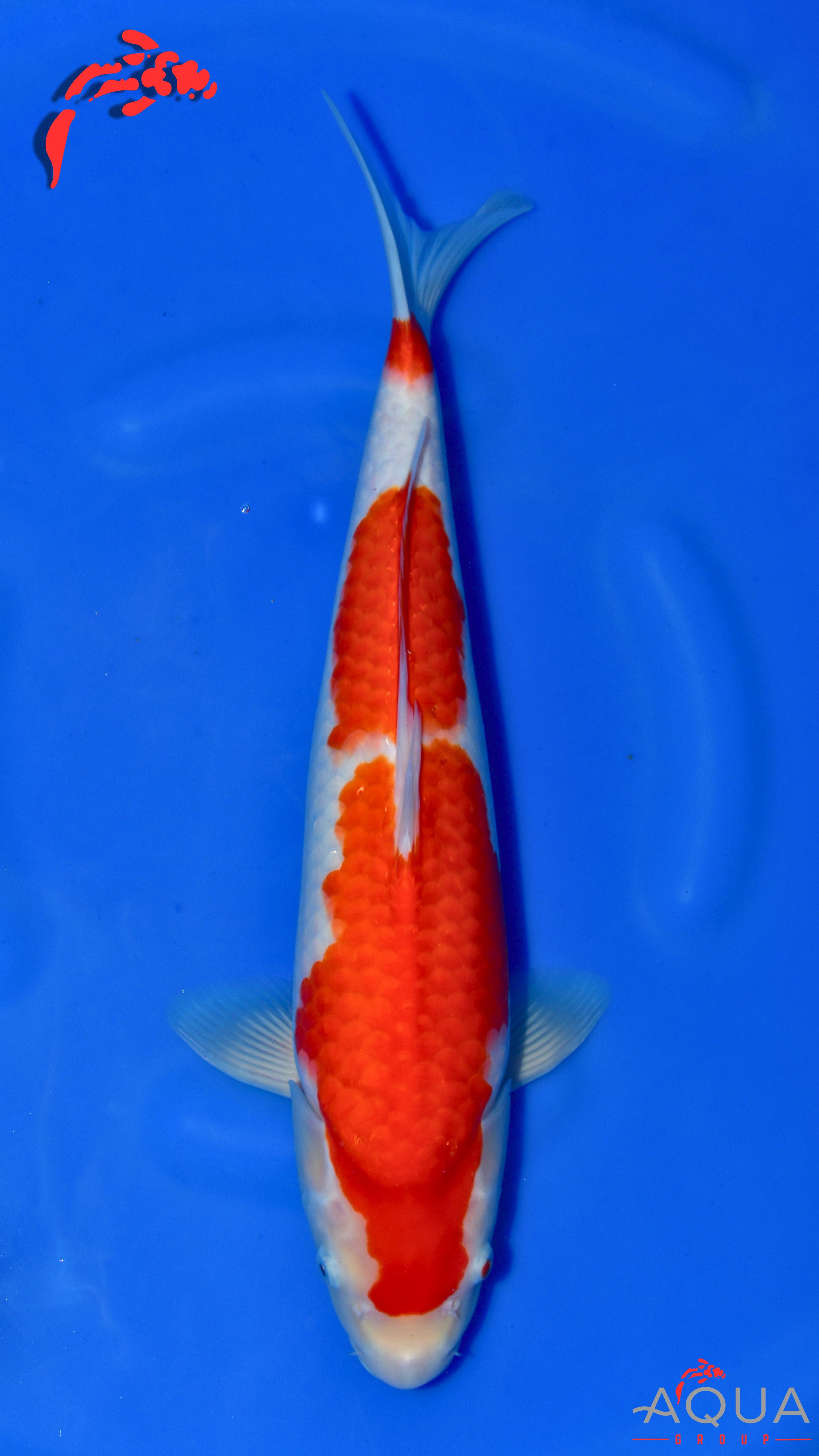 Kohaku - Maruchiku - Nisai - #06