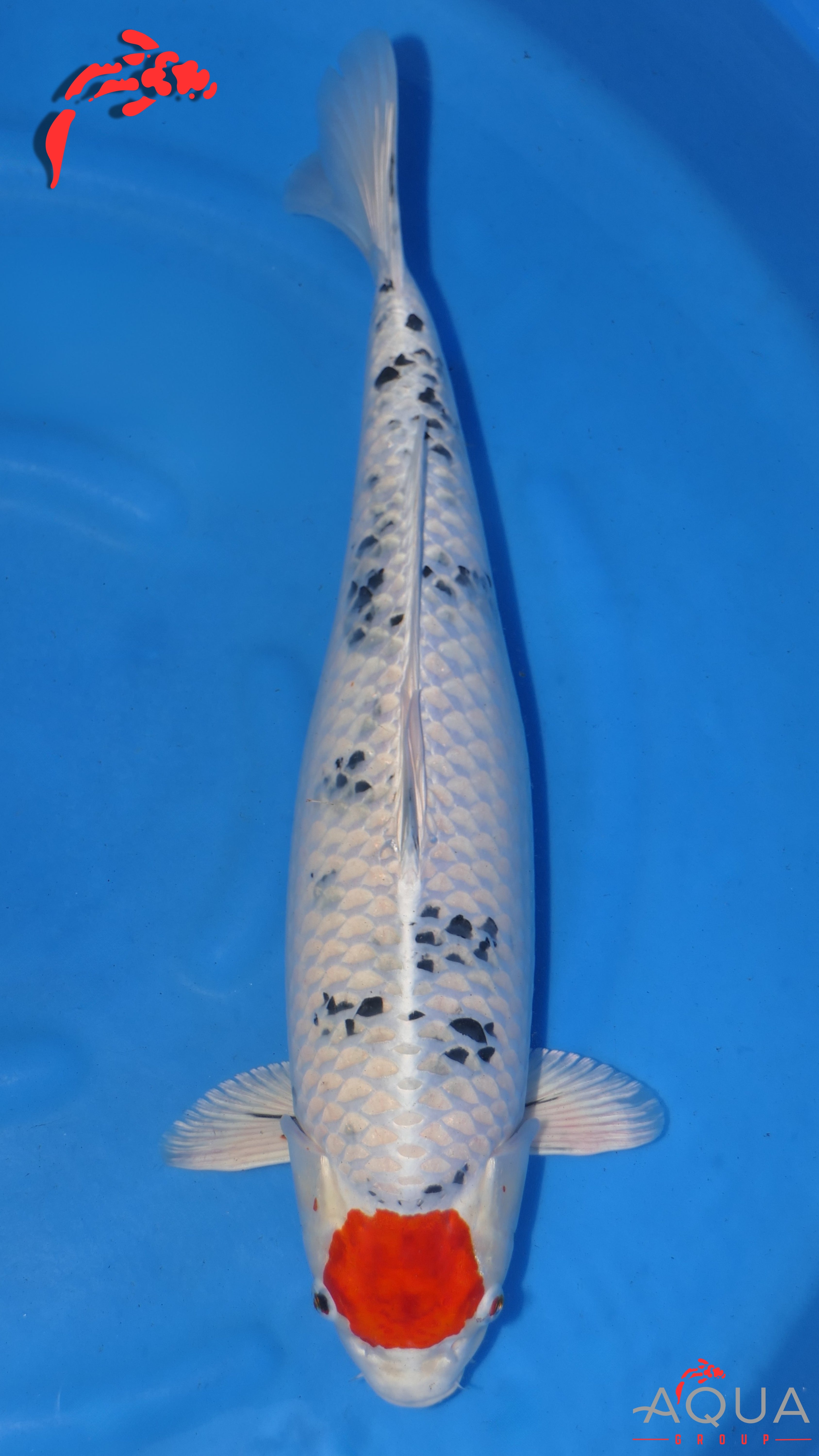 Tancho Yamatonishiki - Secret Breeder - Sansai - #01