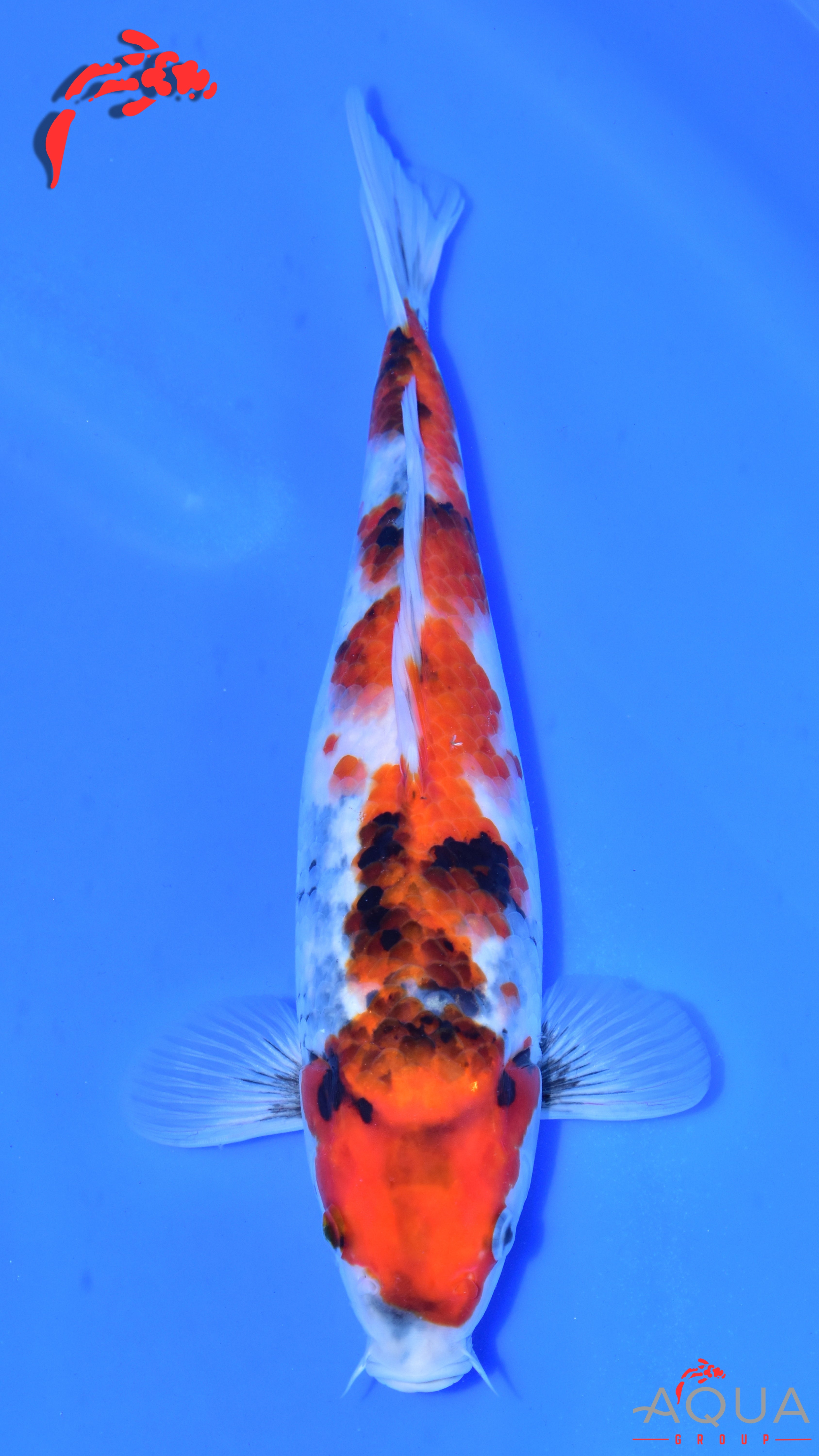 Showa - Suetsugu - Tosai - #01