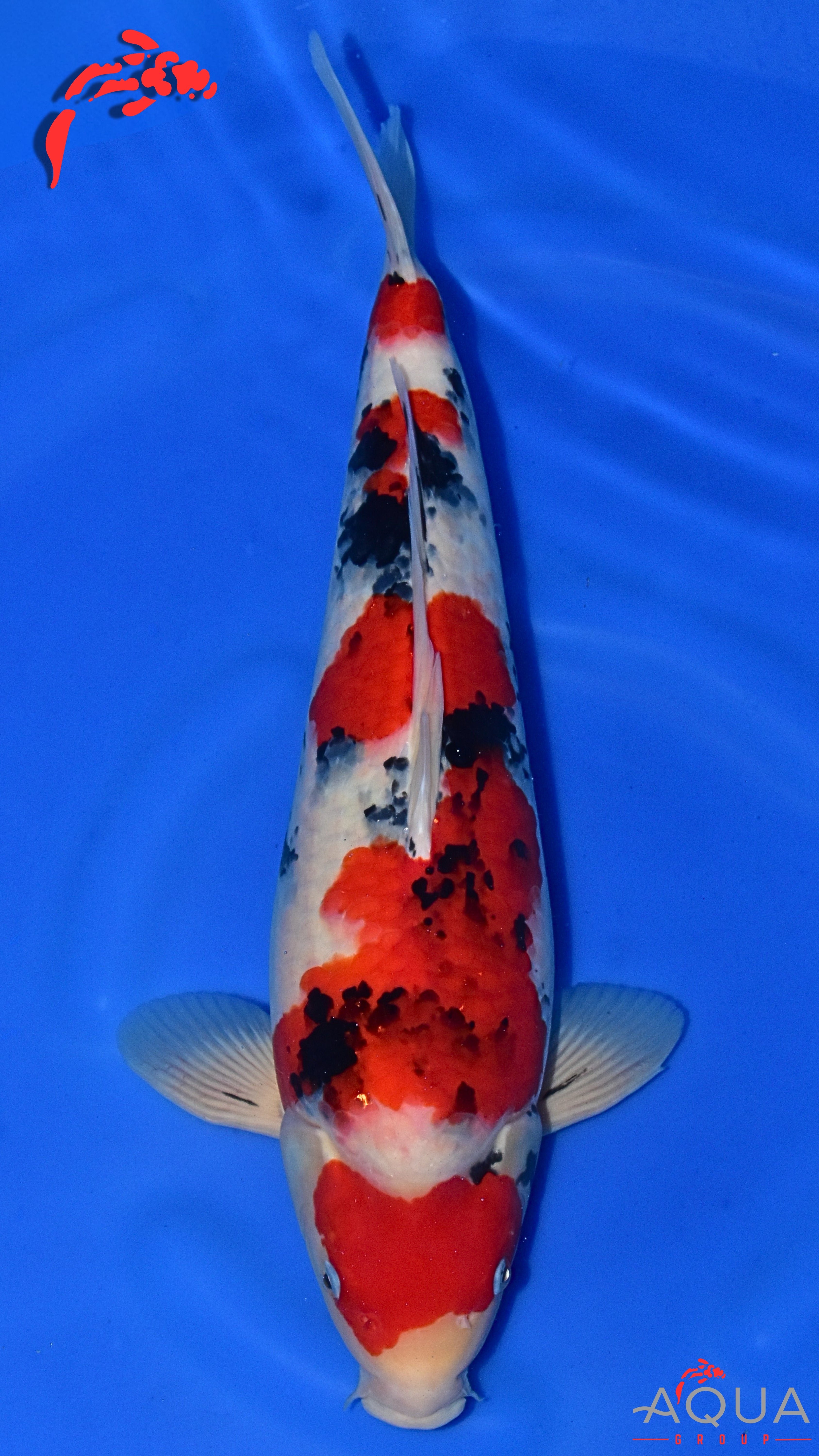 Sanke - Okawa - Nisai - #05