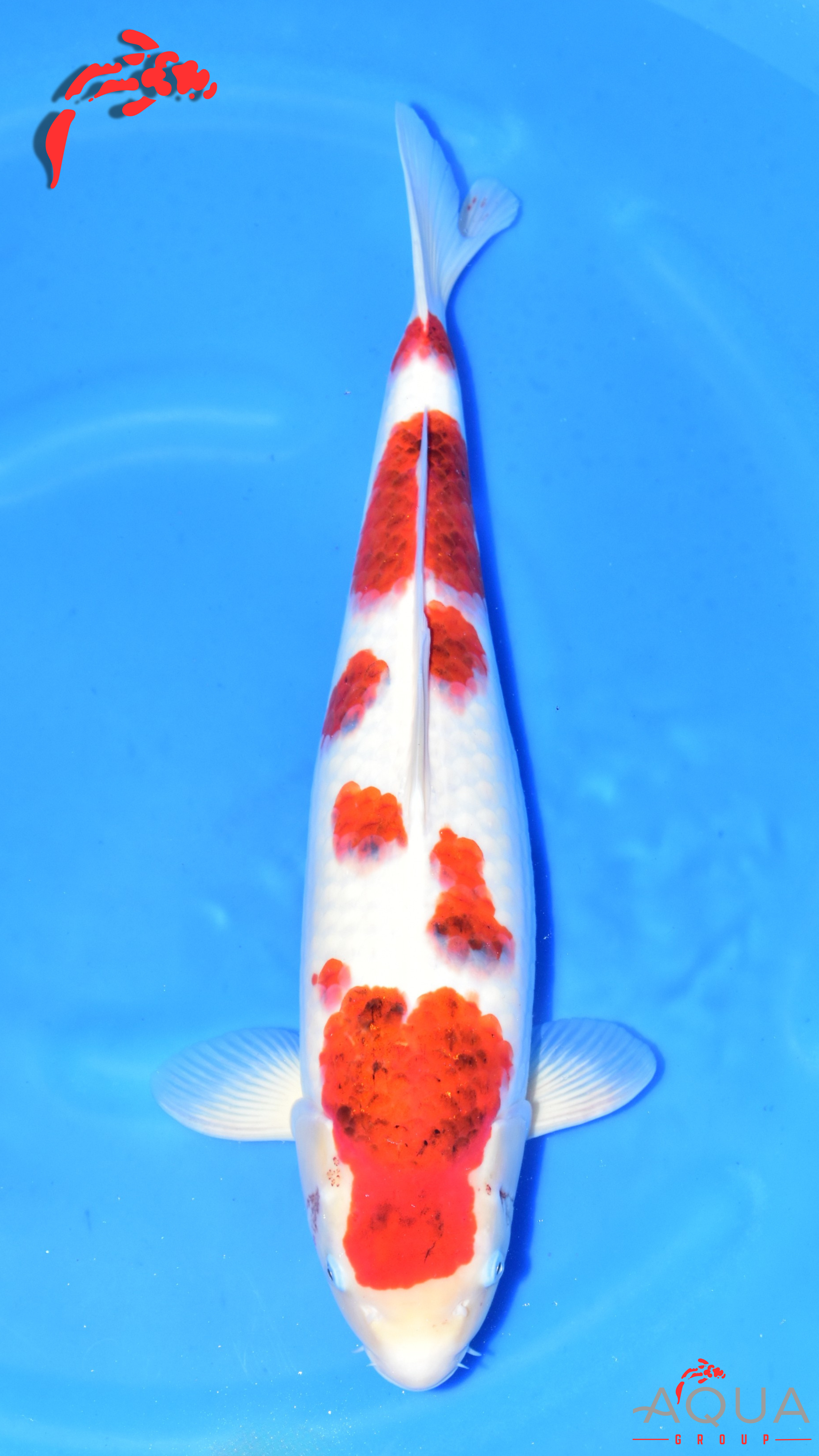 Ai Goromo - Suetsugu - Nisai - #02